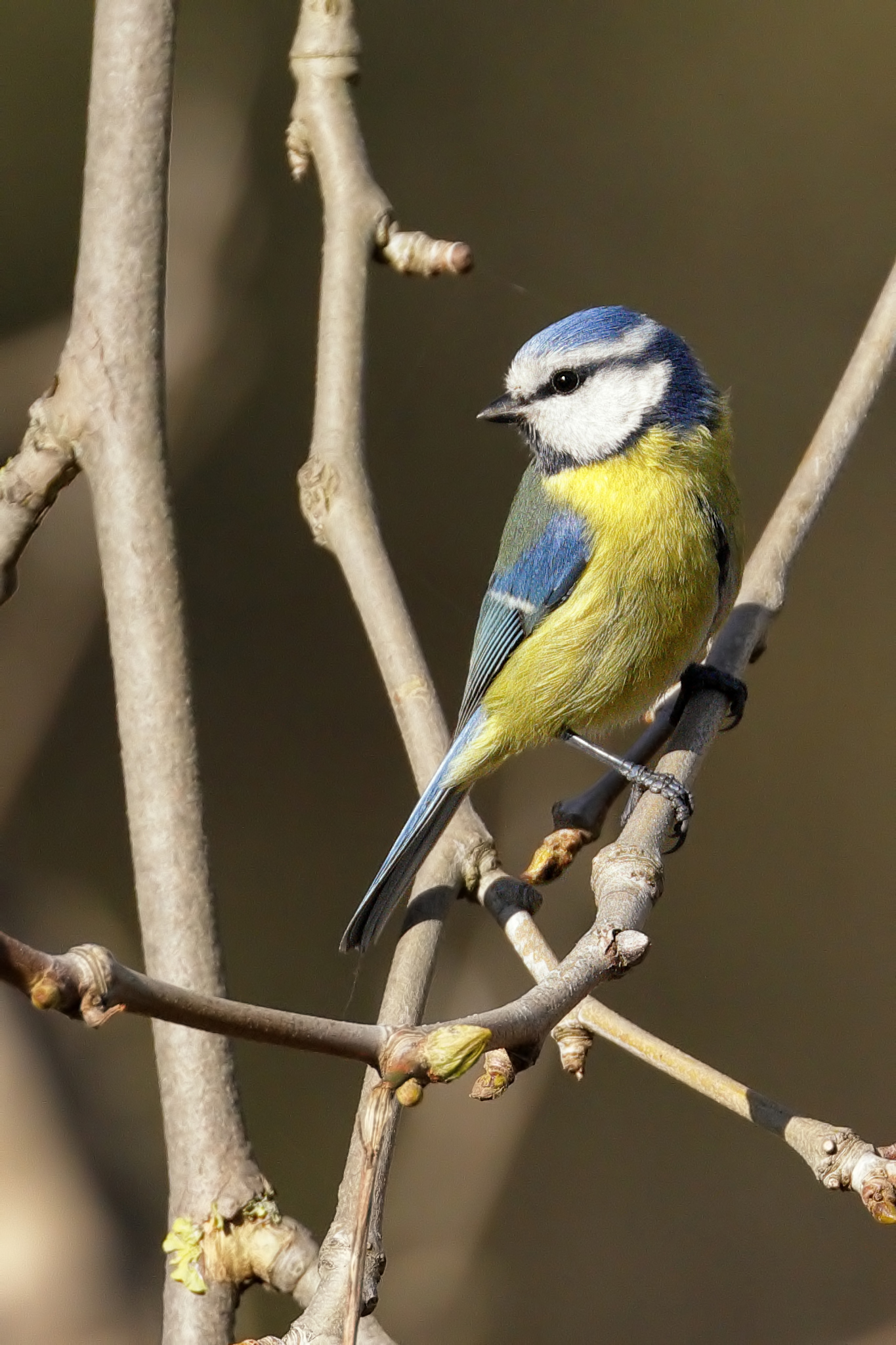 Blue Tit