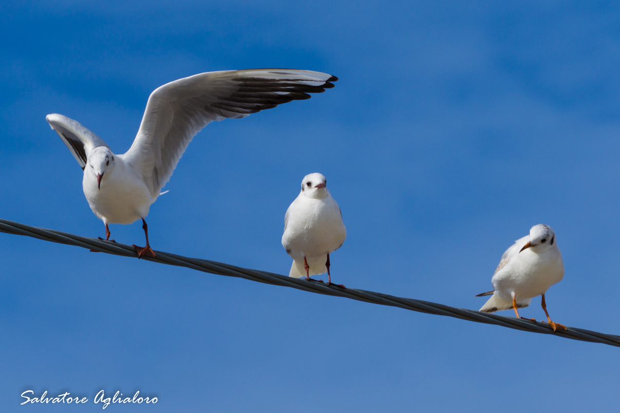 seagulls