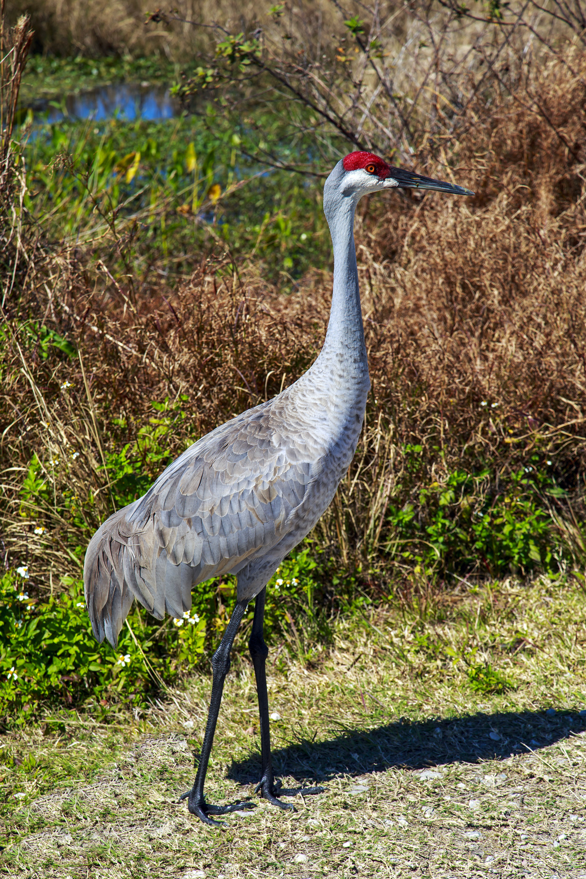 Sandhill Crane