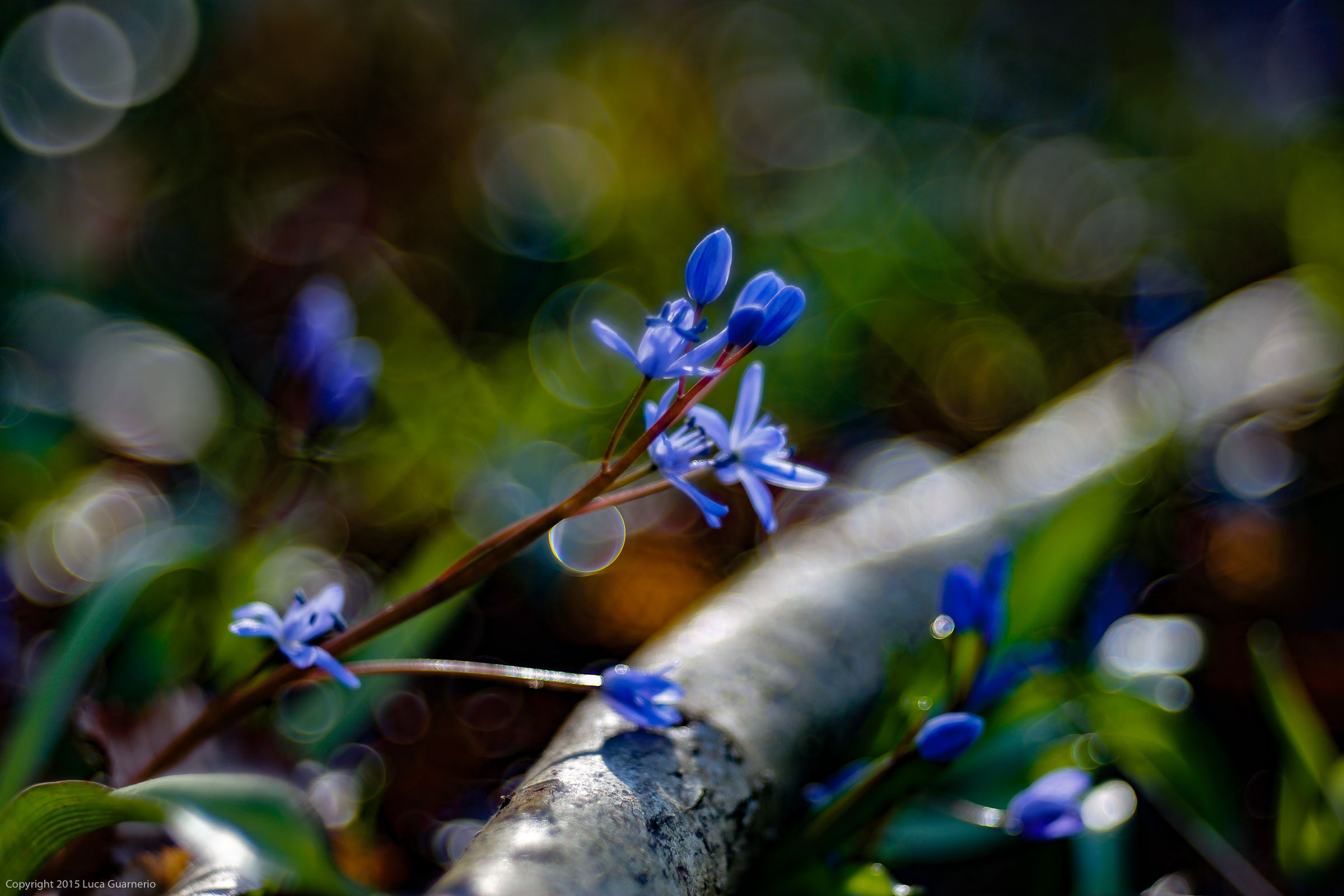 primavera finalmente