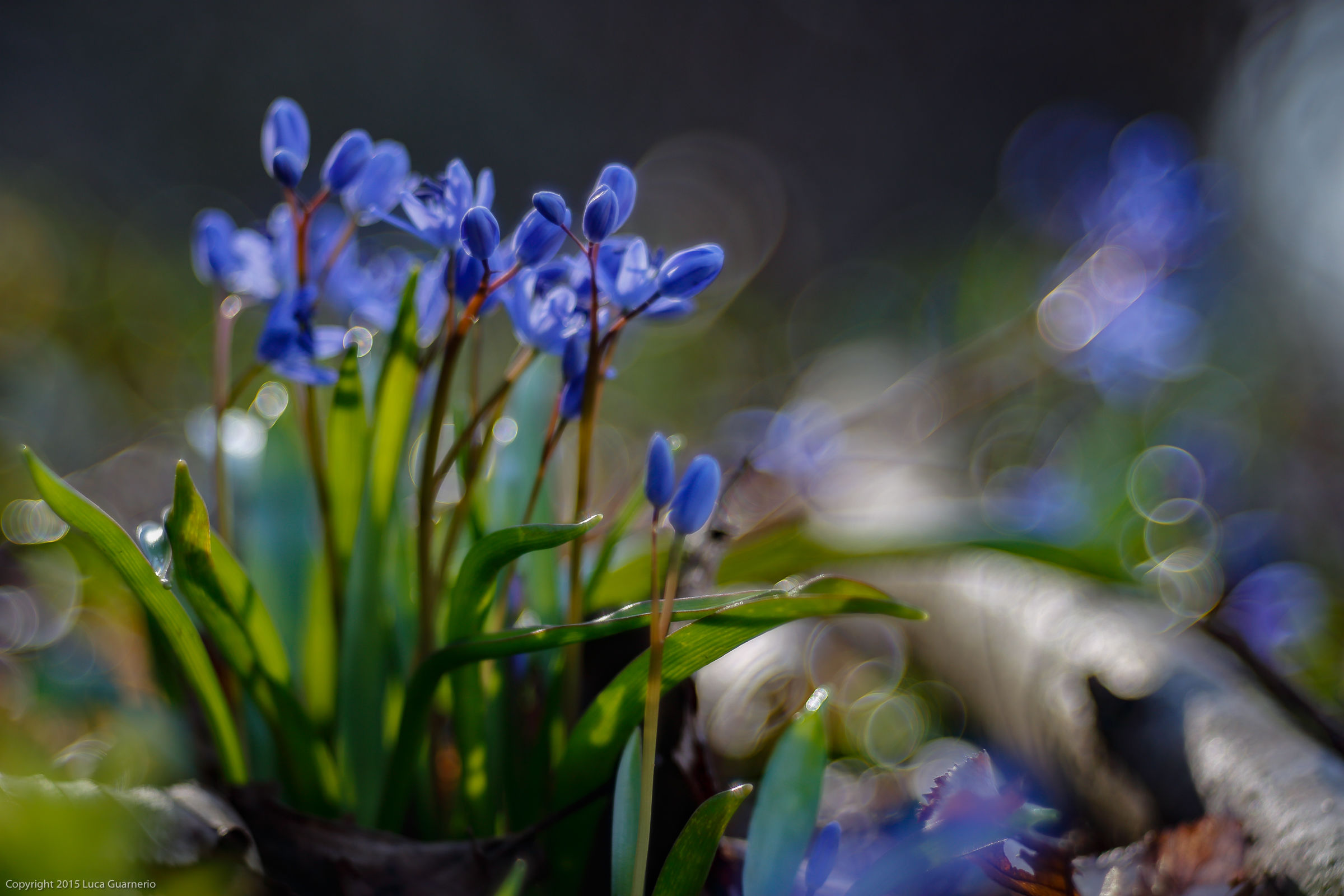 sogno a primavera 2016