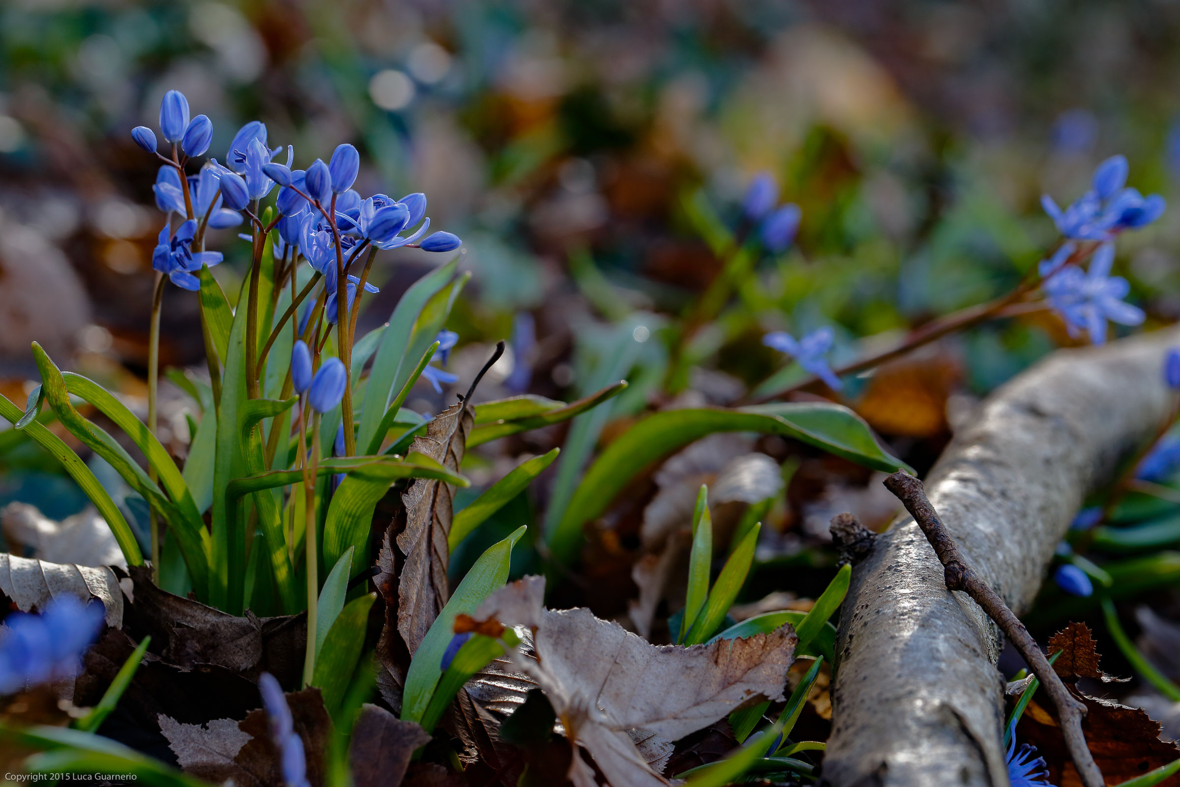 primavera 2016 fiori nel bosco