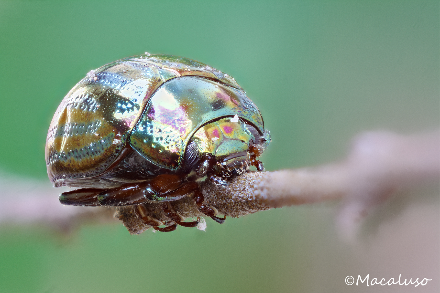 chrysomela of rosemary
