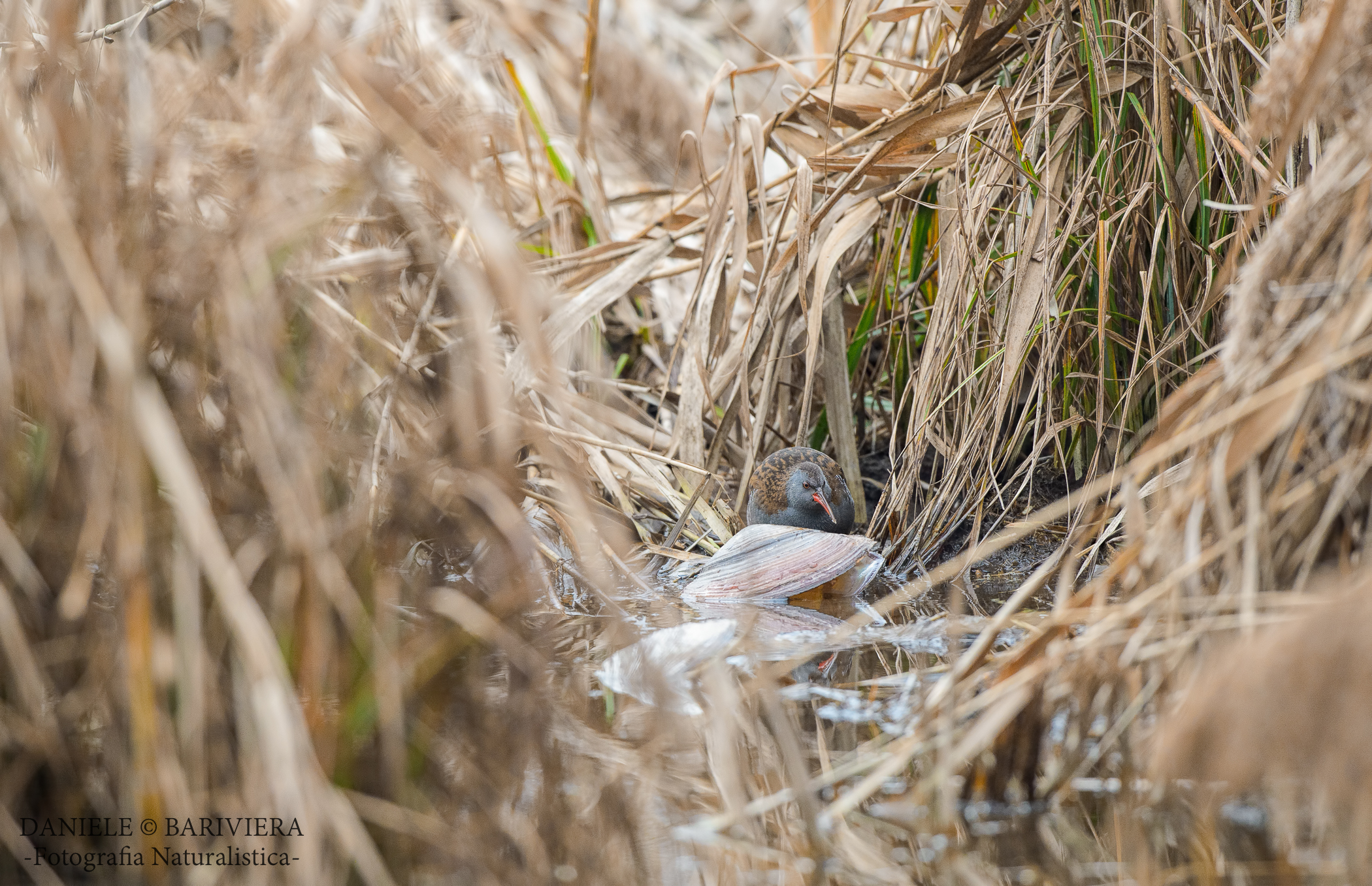 Il tesoro del porciglione !!