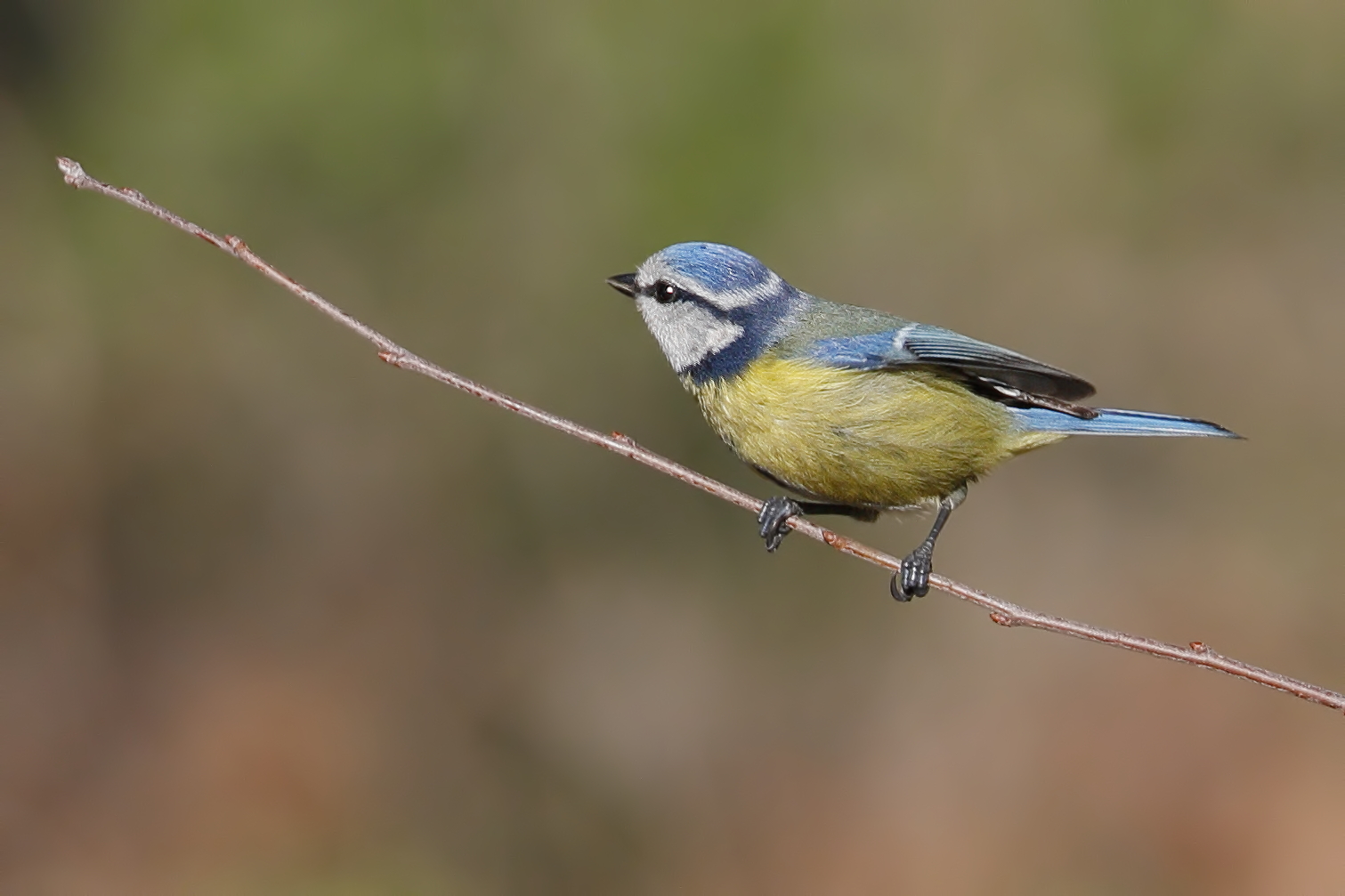Cinciarella (Blue Tit)