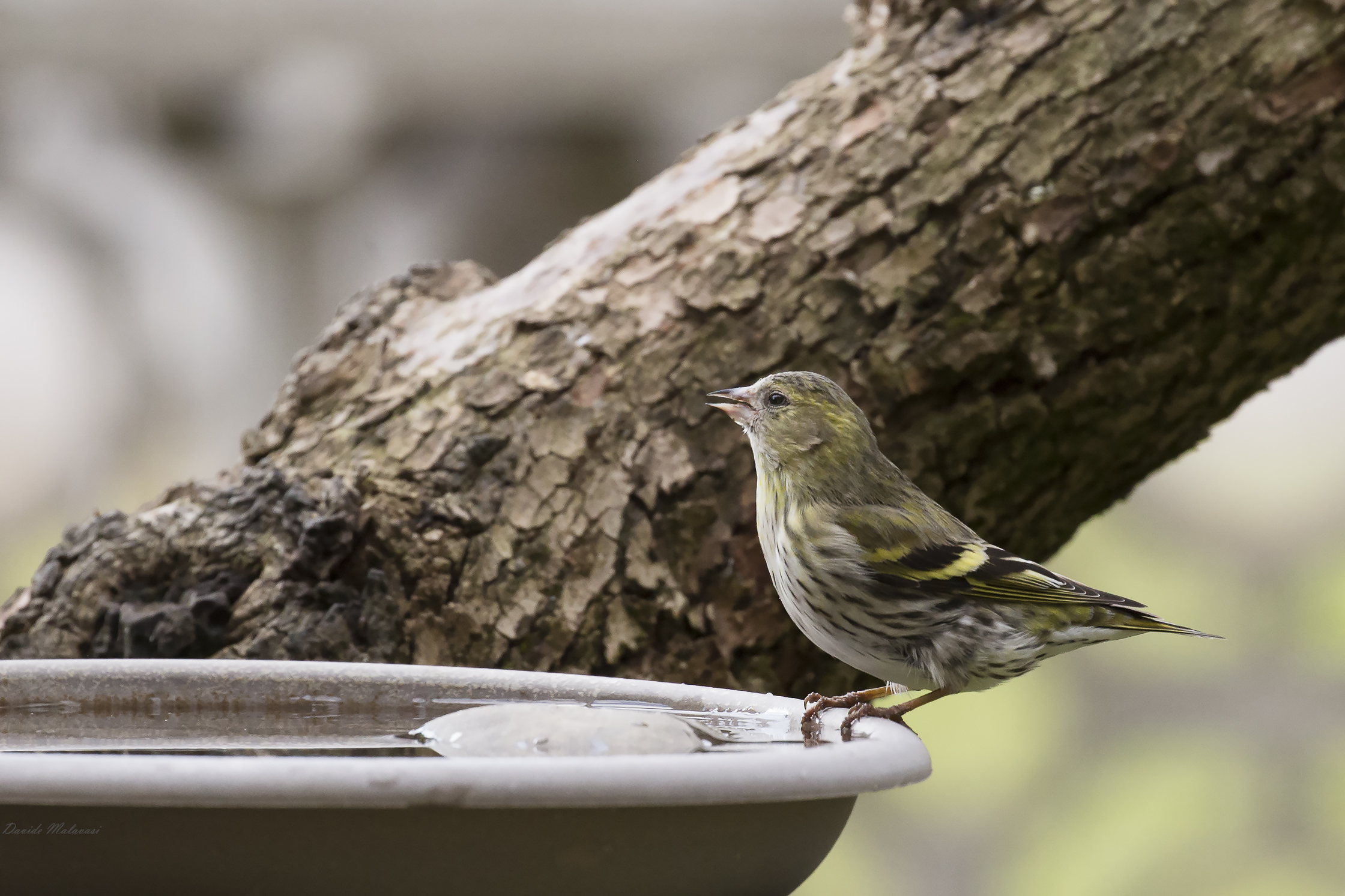 Siskin home