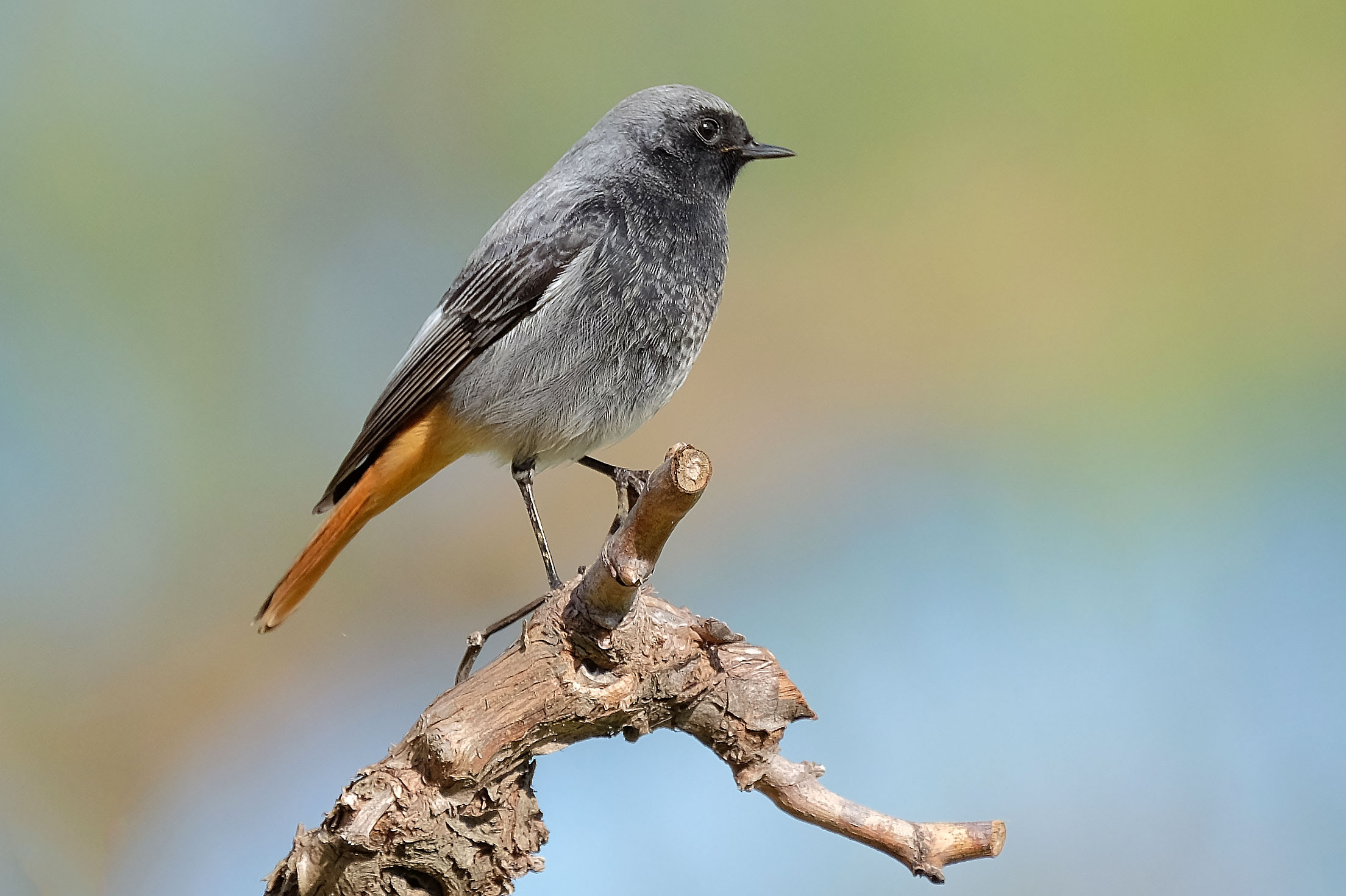 Codirosso Spazzacamino maschio