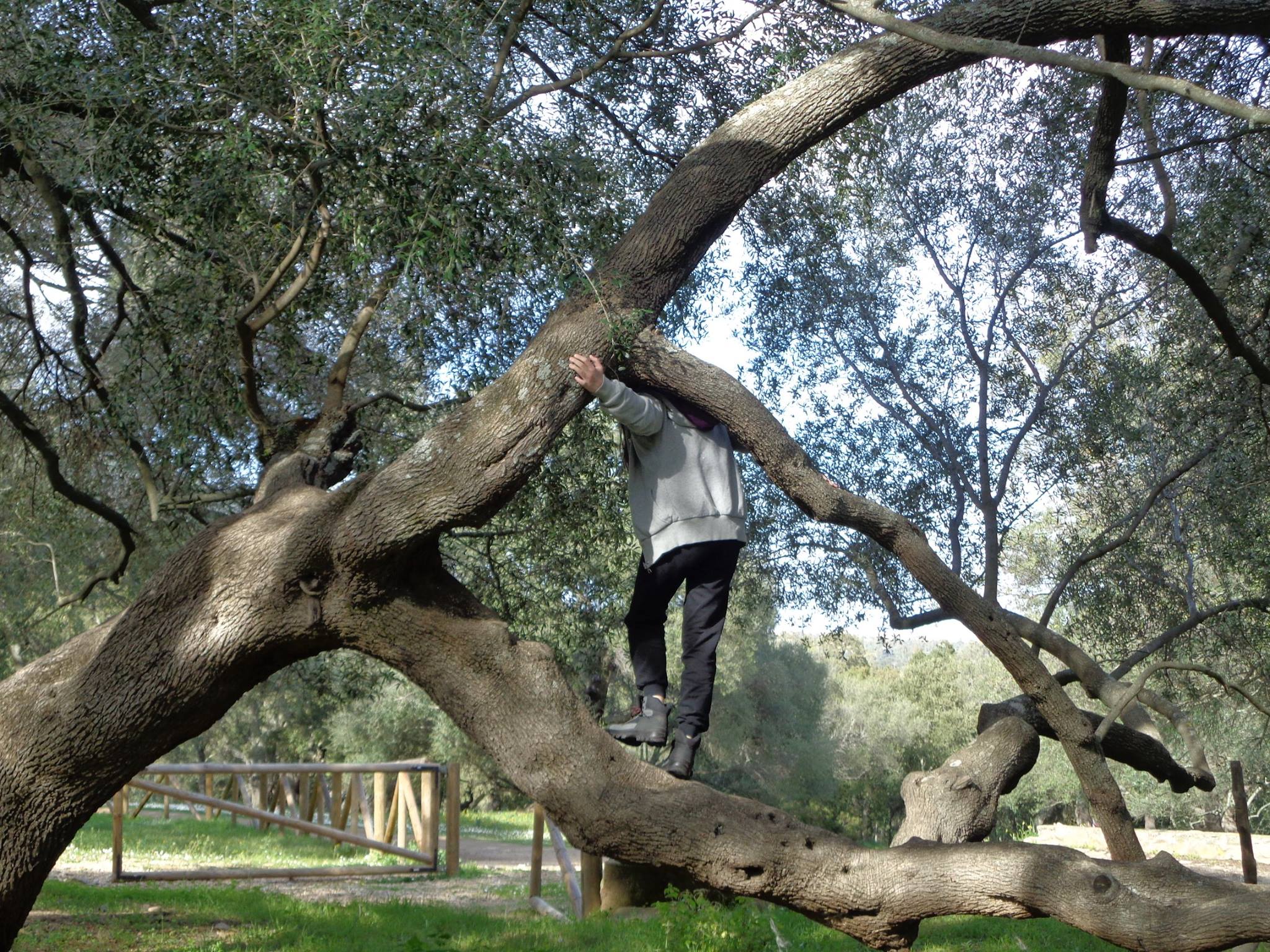 Albero della stirpe del male