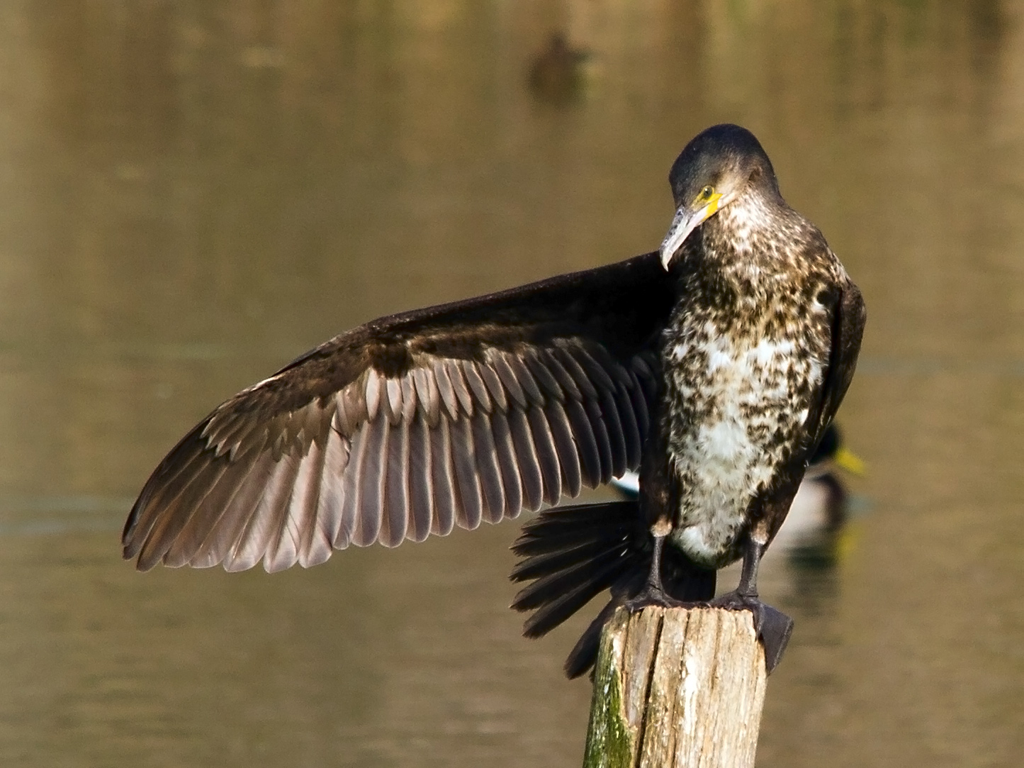 Giovane Cormorano