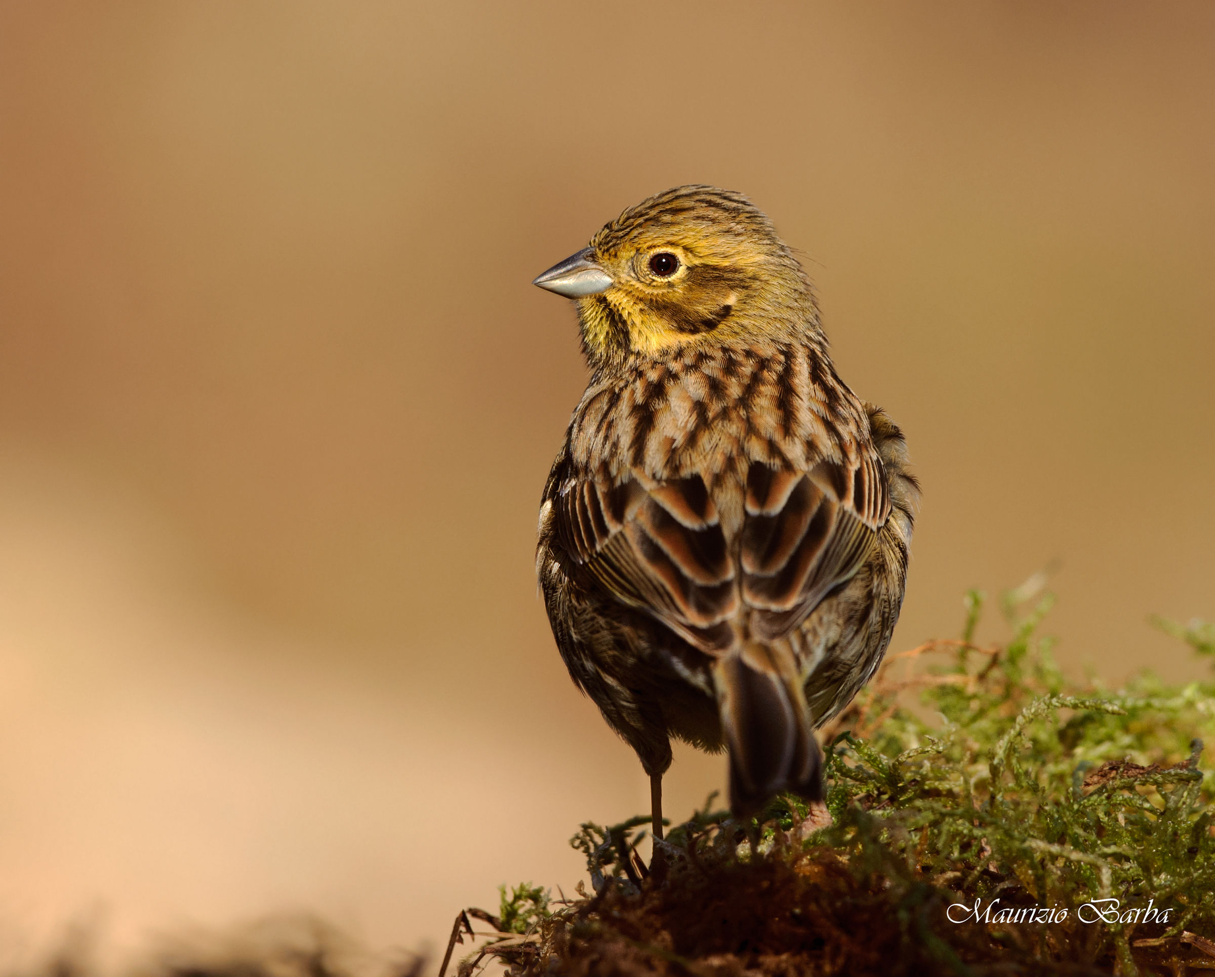 Bunting black female