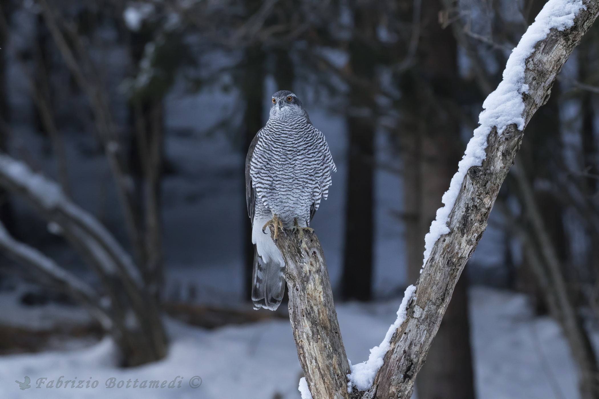 the goshawk on the perch in the clearing