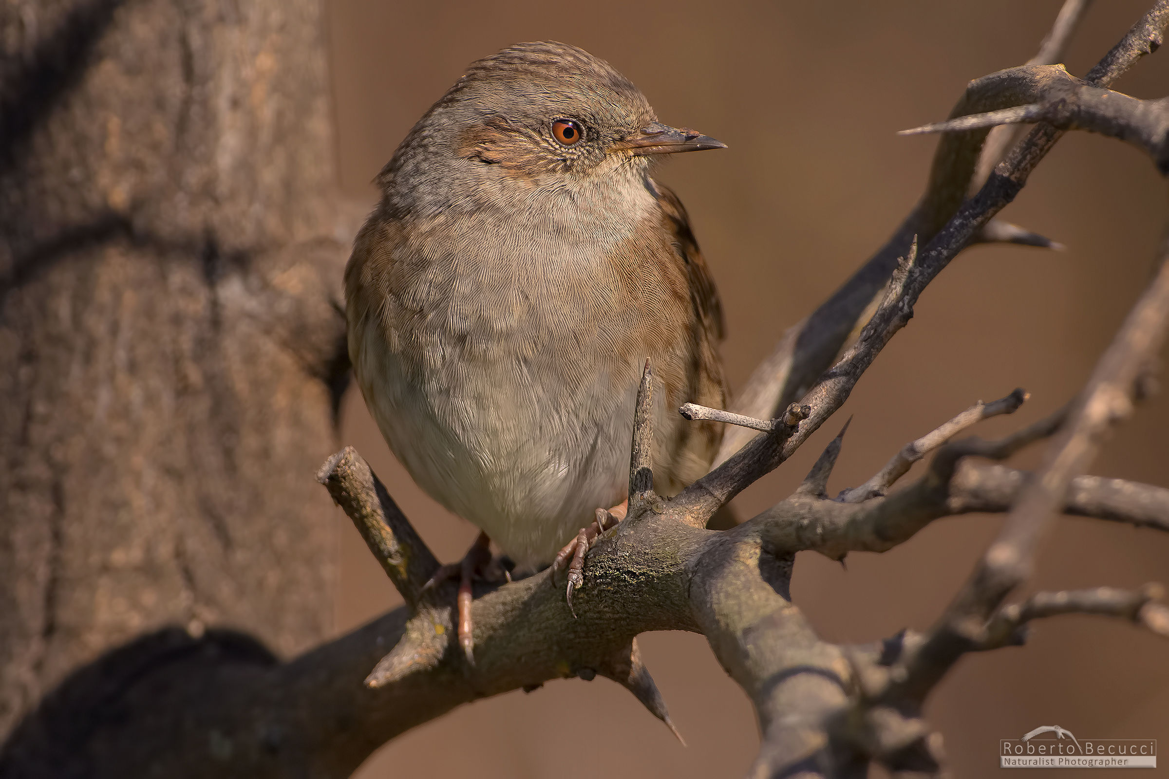 La meretrice.... :-)