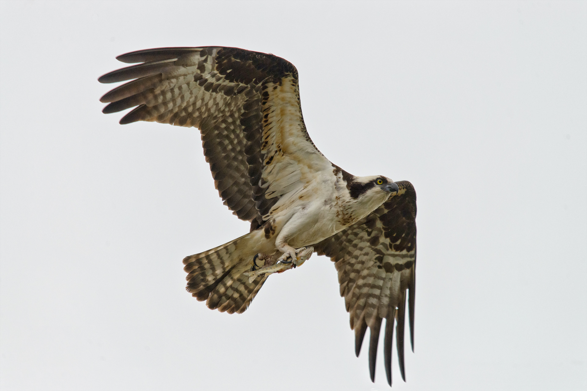 Osprey, Banff, D800+Sigma 150-500, ISO 1600