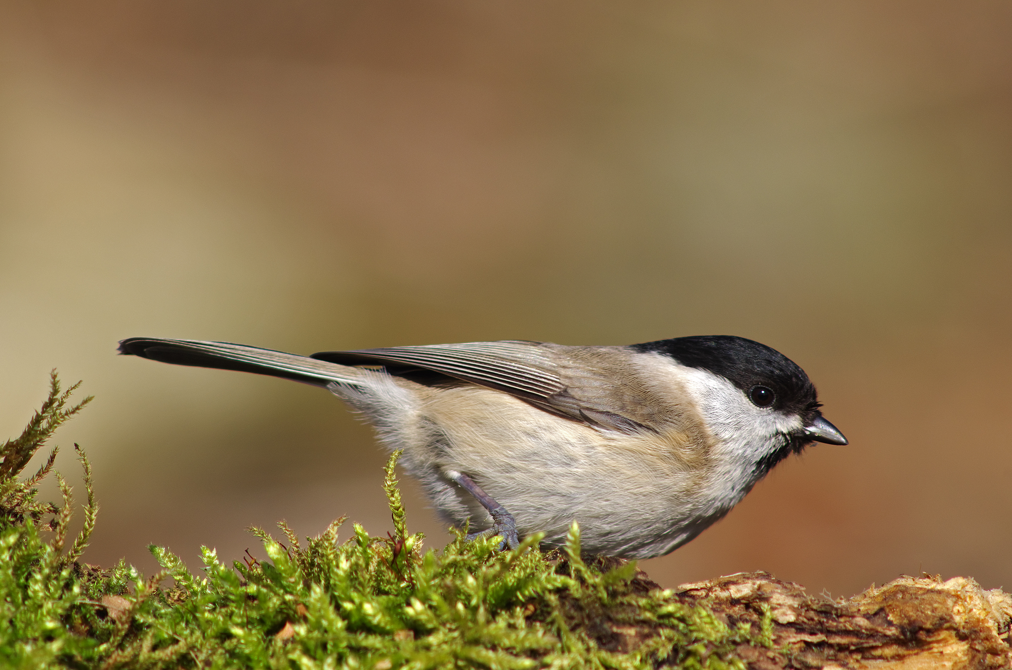 Marsh Tit