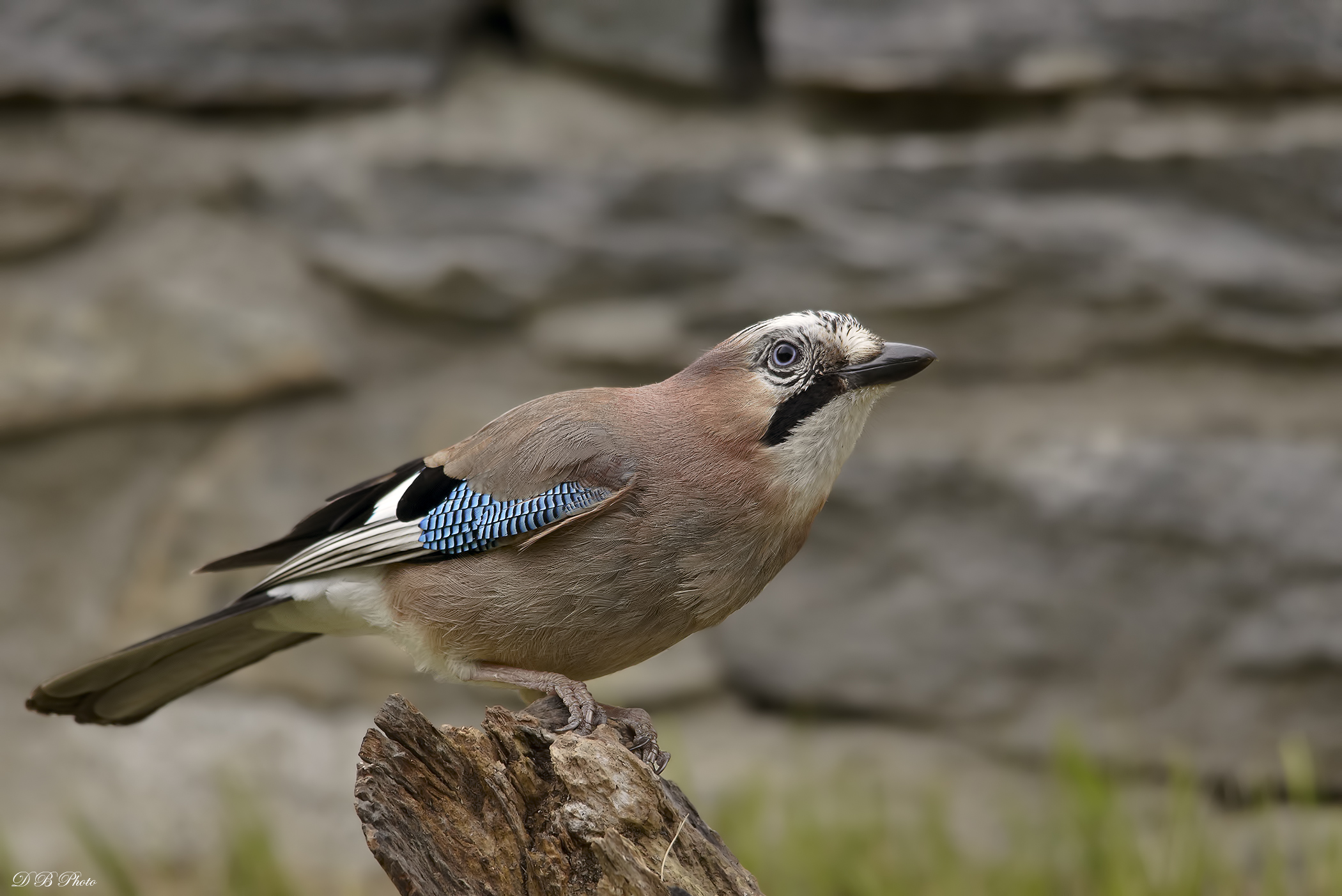 Ghiandaia - Garrulus glandarius