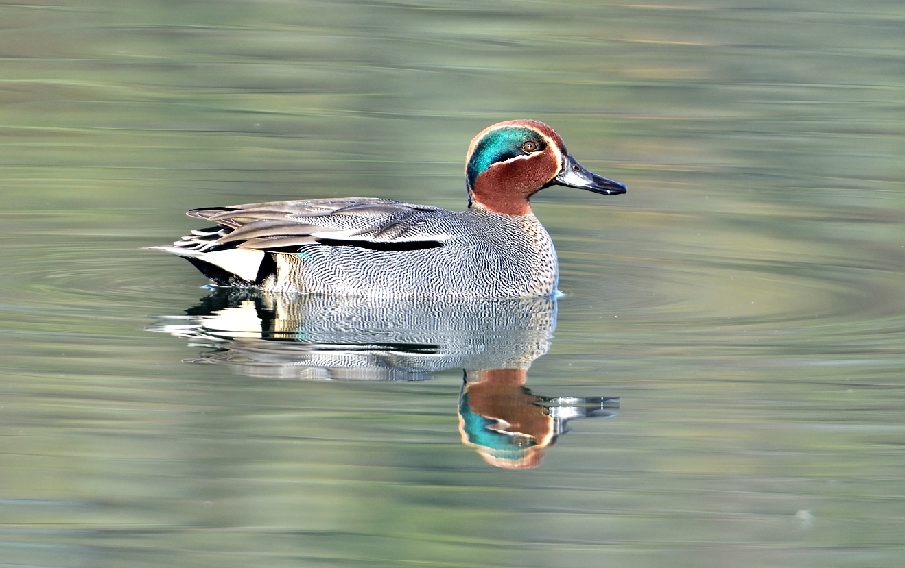 Alzavola (Anas crecca)