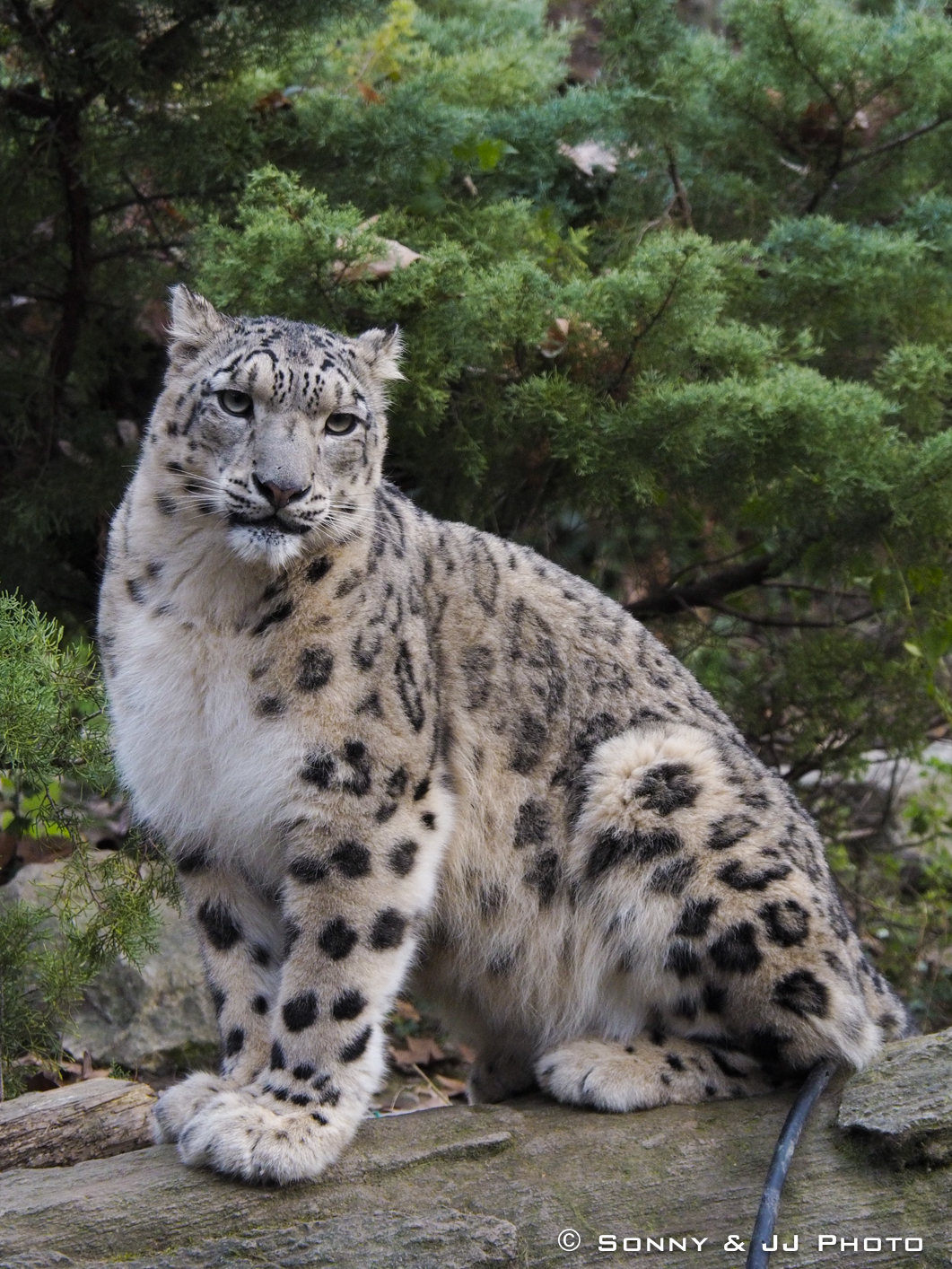 Leopardo delle Nevi
