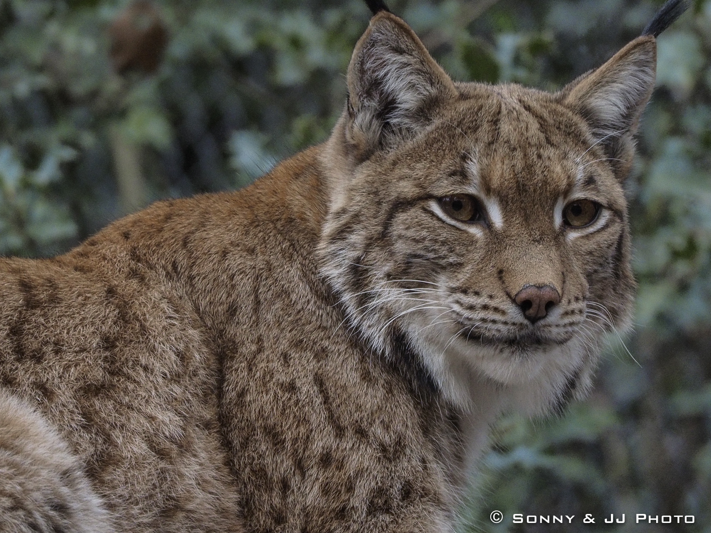 Lince europea