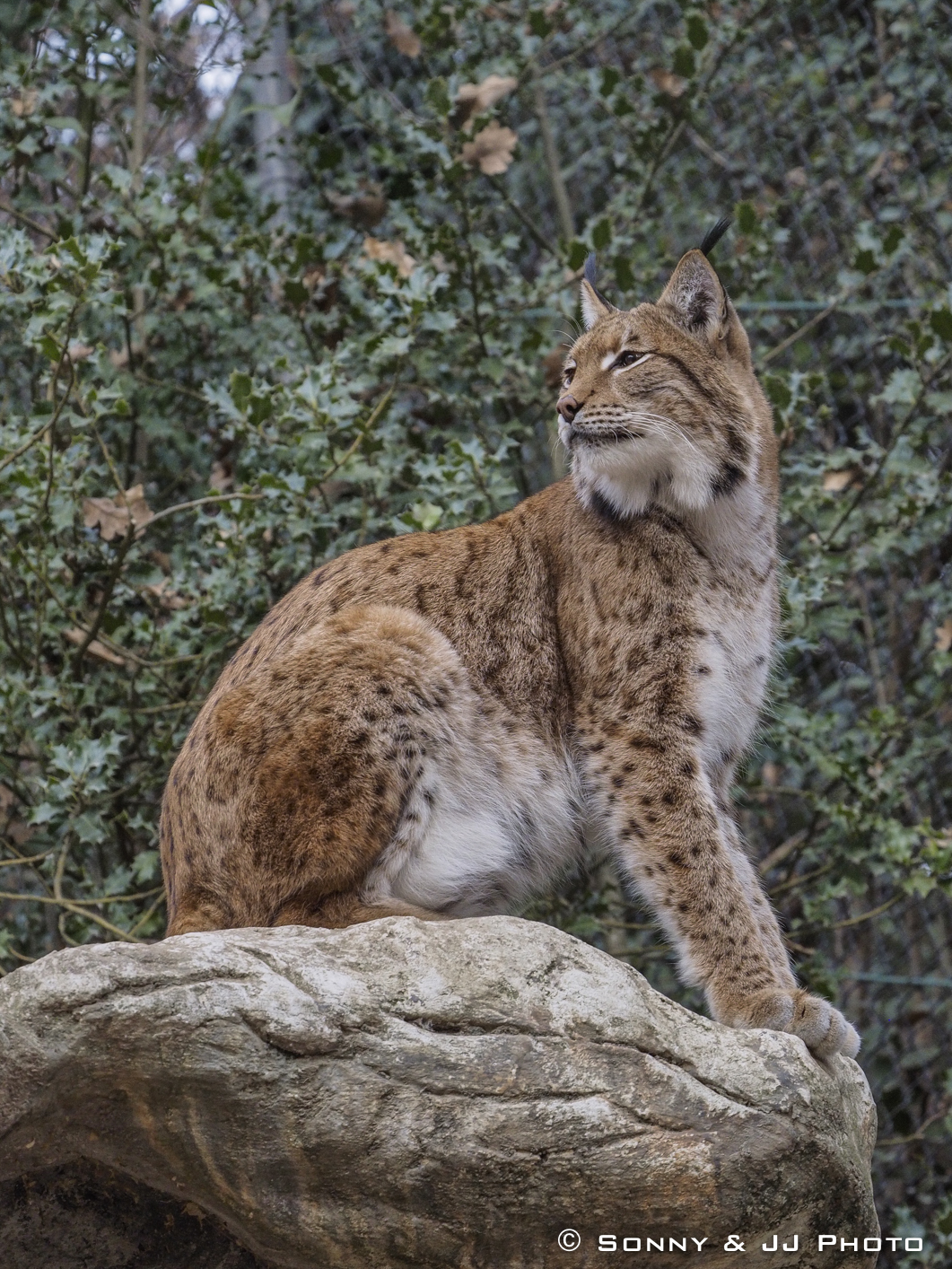 Lince europea