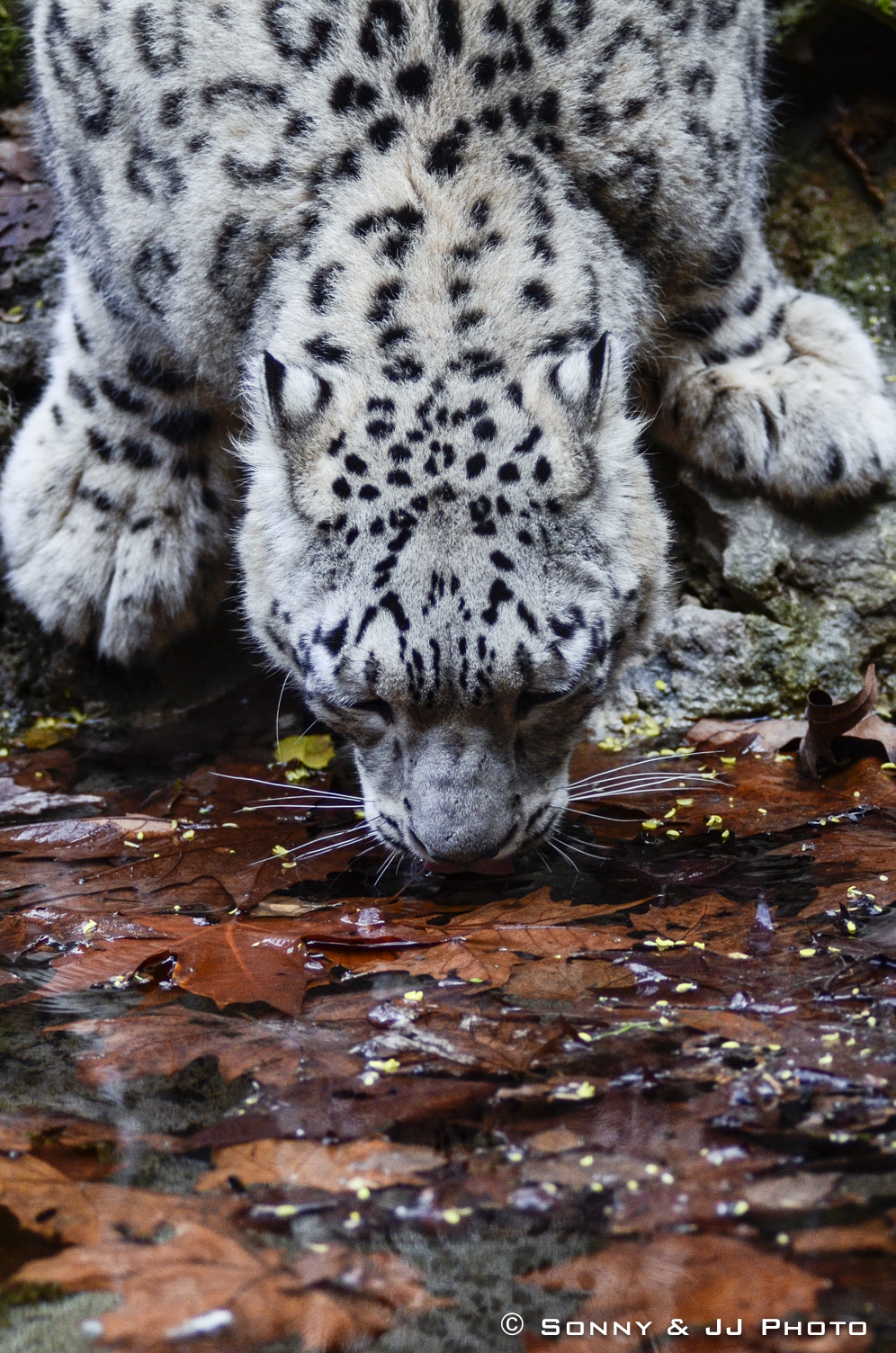 Leopardo delle Nevi