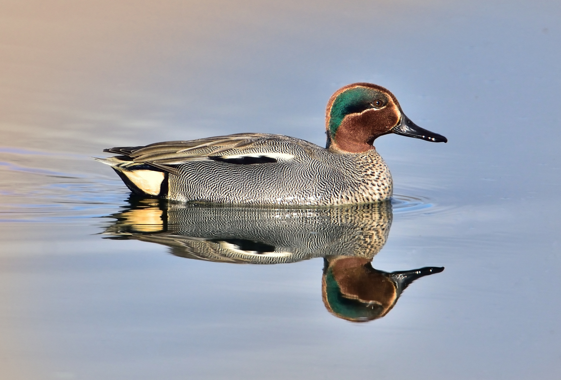 Teal (Anas crcca)