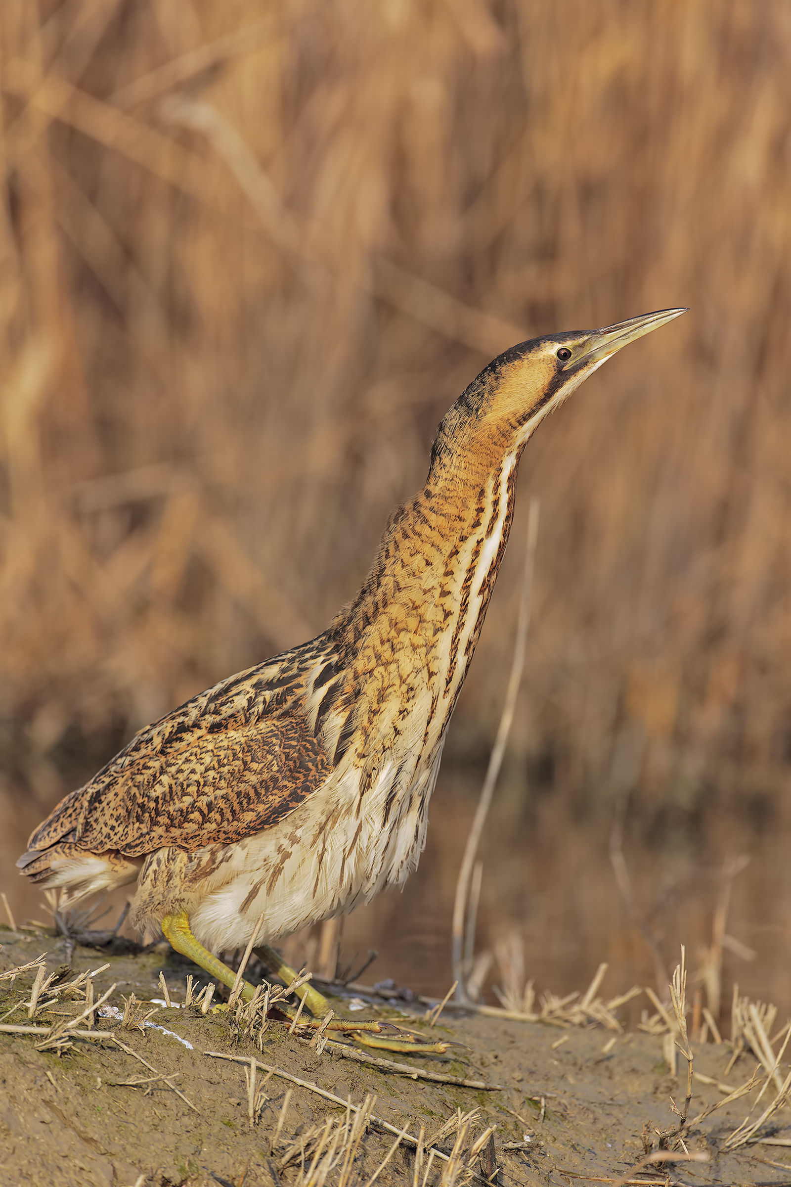 bittern