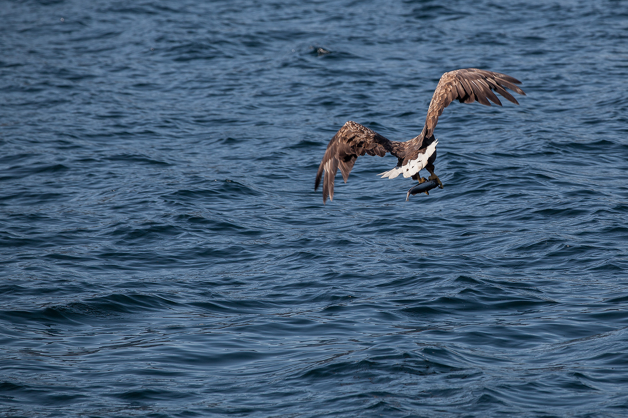 Sea Eagle (Lofoten)