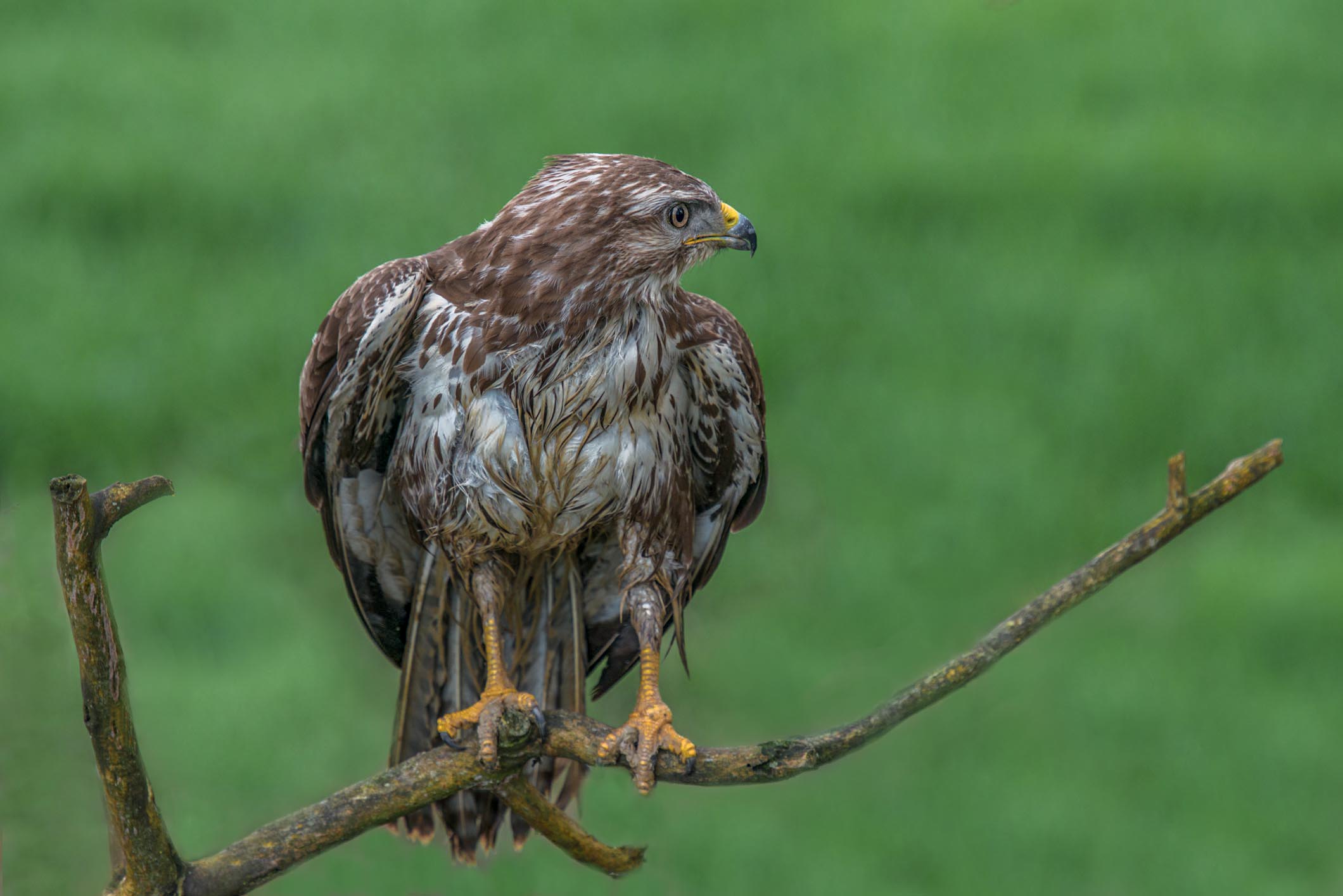 Buzzard