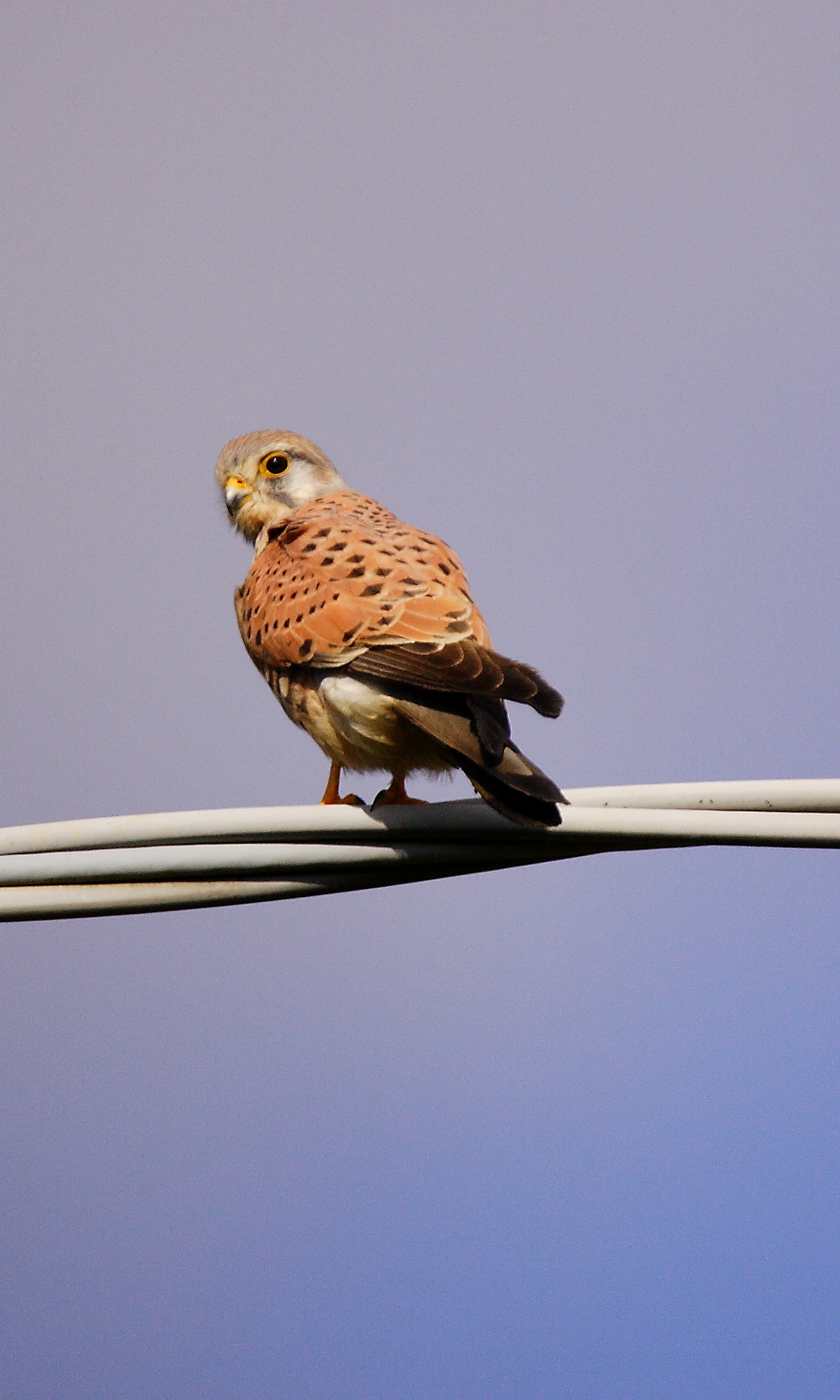 kestrel
