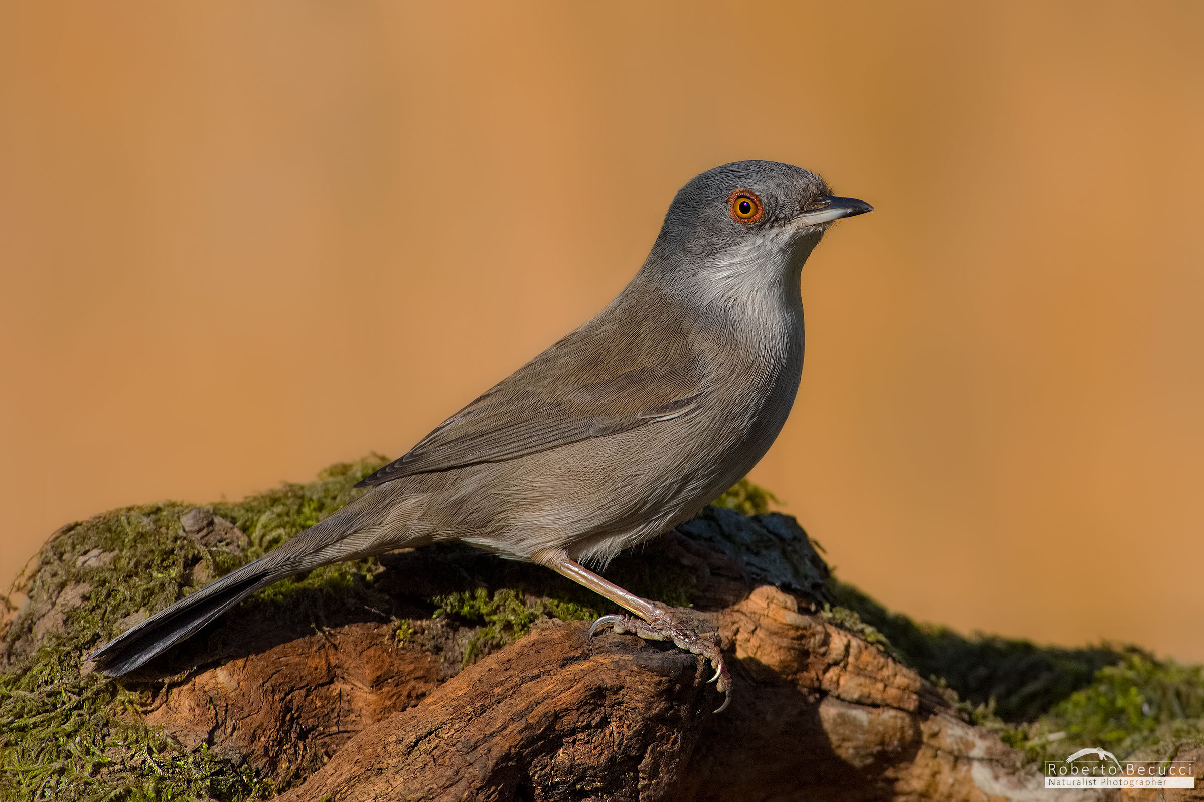 Giulietta, la modella.....