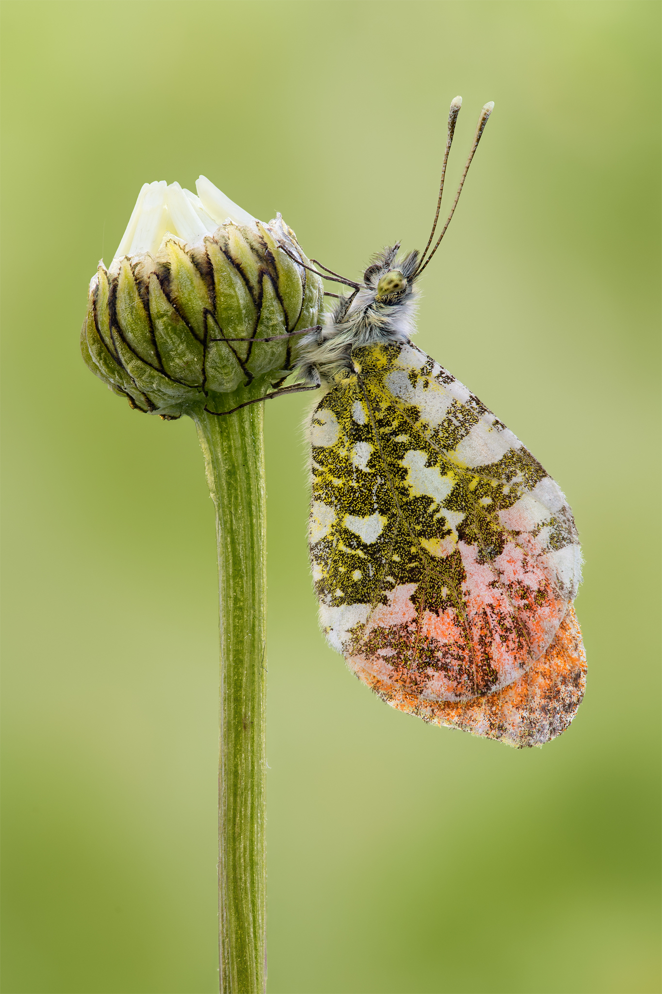 Anthocharis cardamines