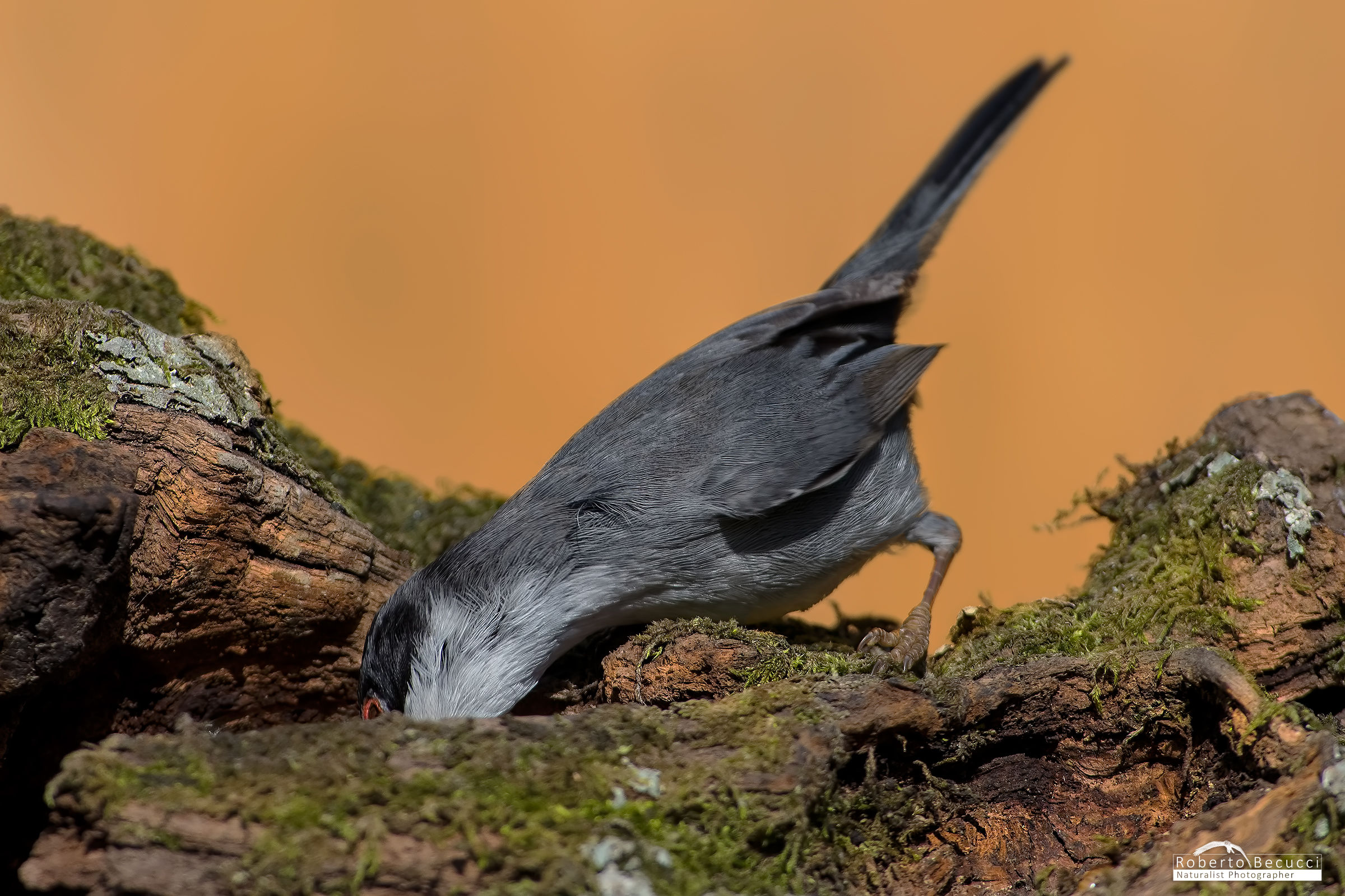 Romeo spelleologo.... :-)