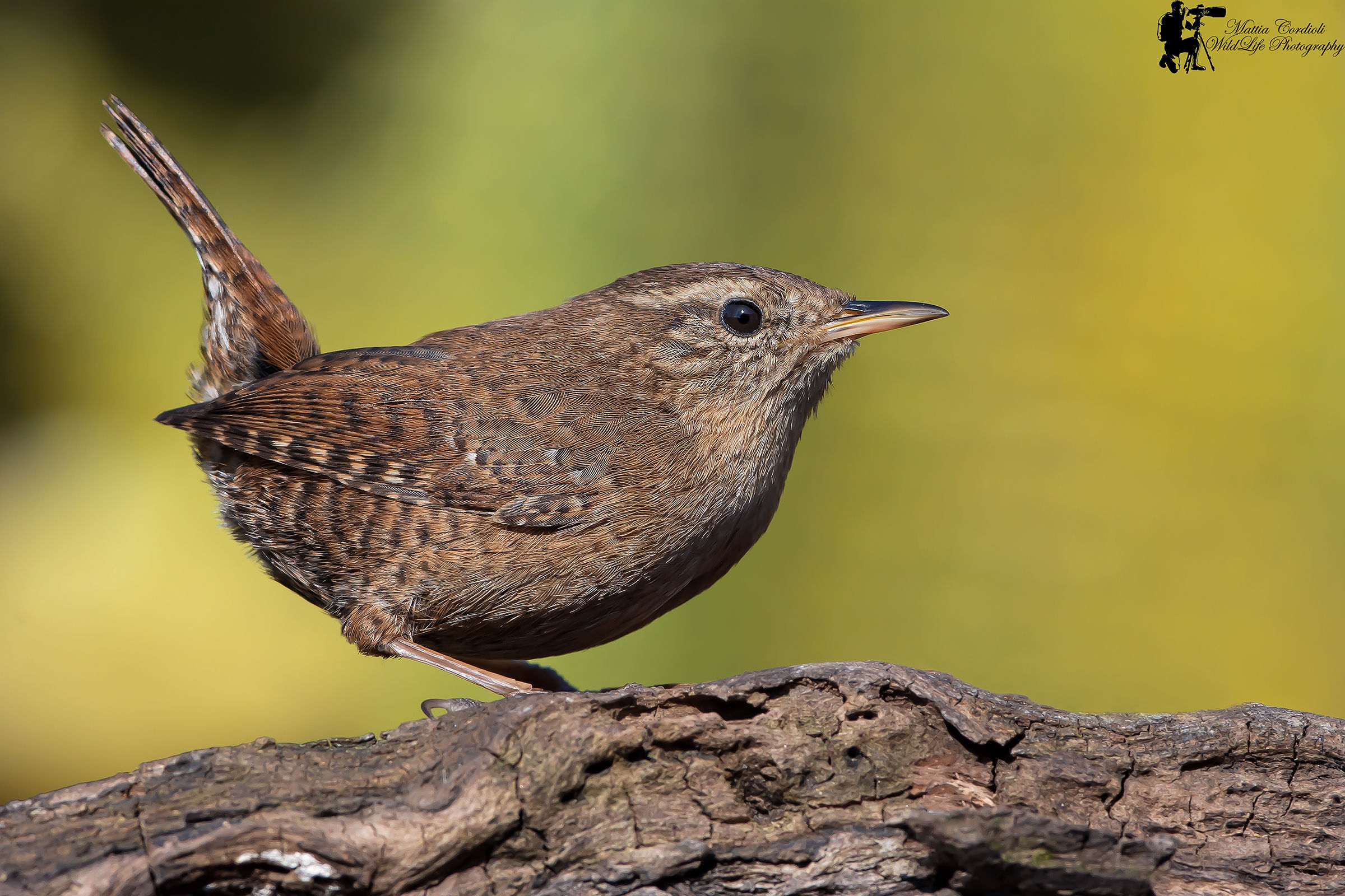 always Scric nearest ...