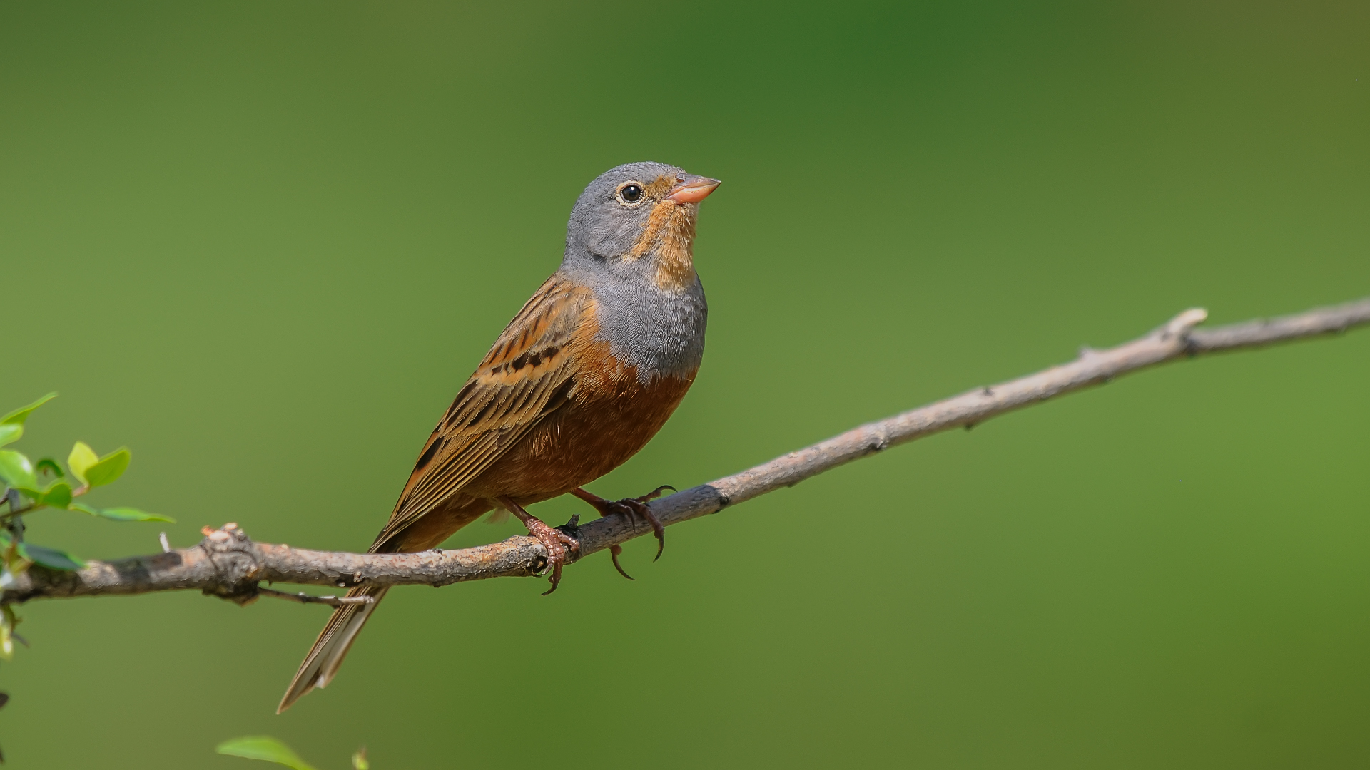 Cretzschmar`s Bunting »Emberiza caesia
