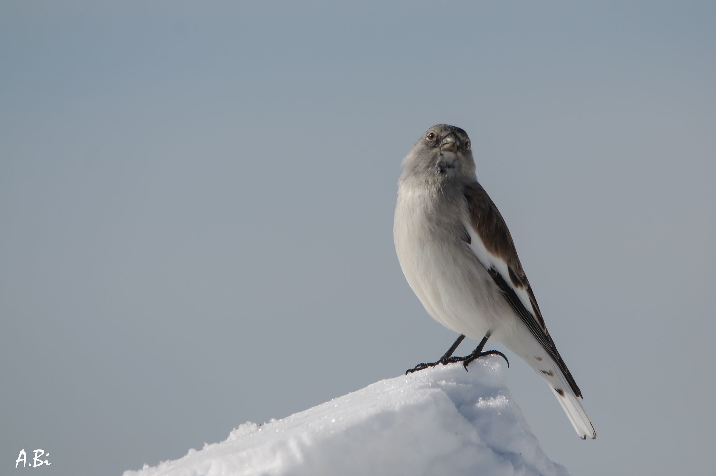 Alpine Chaffinch