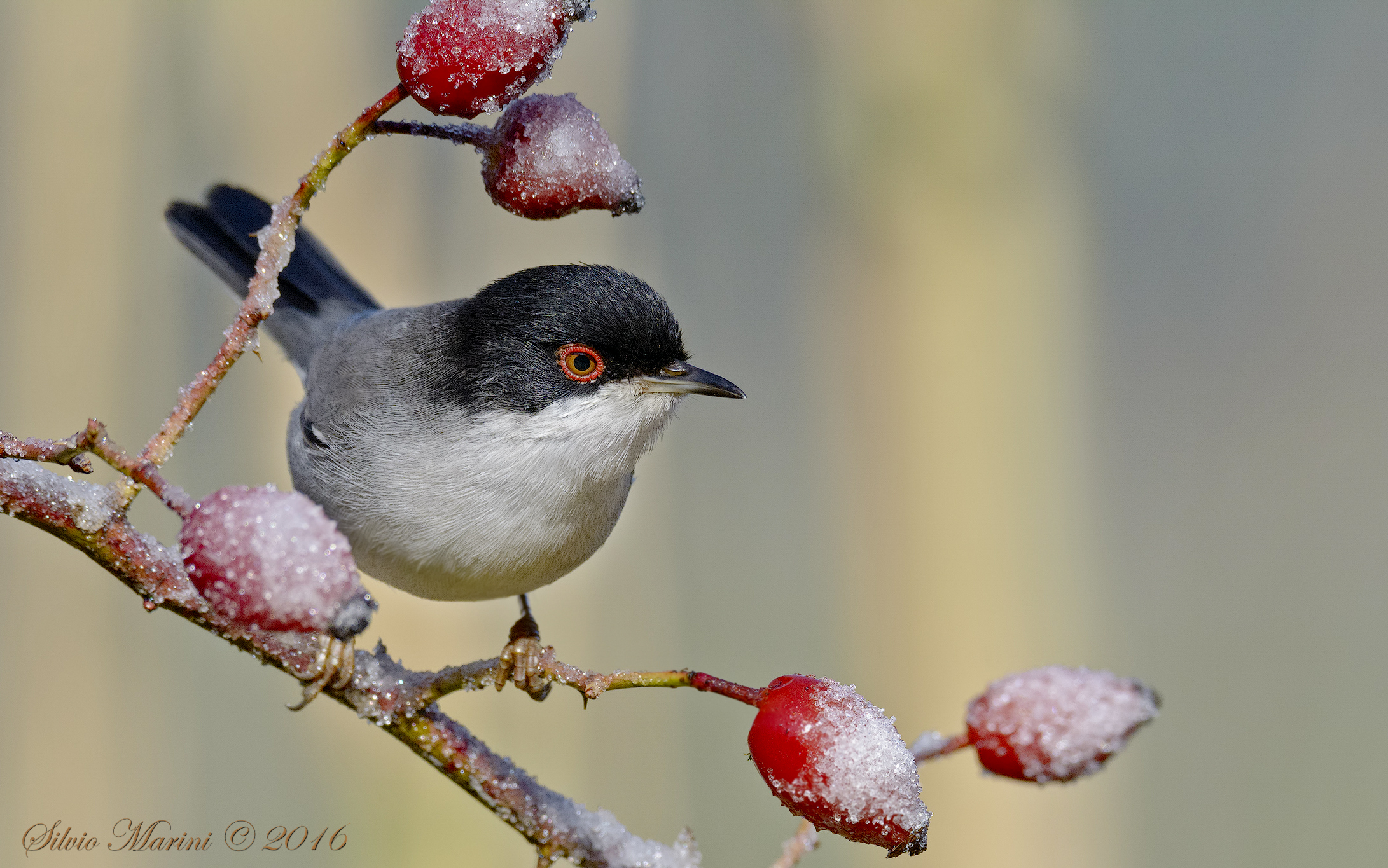 Occhiocotto ( Sylvia melanocephala)