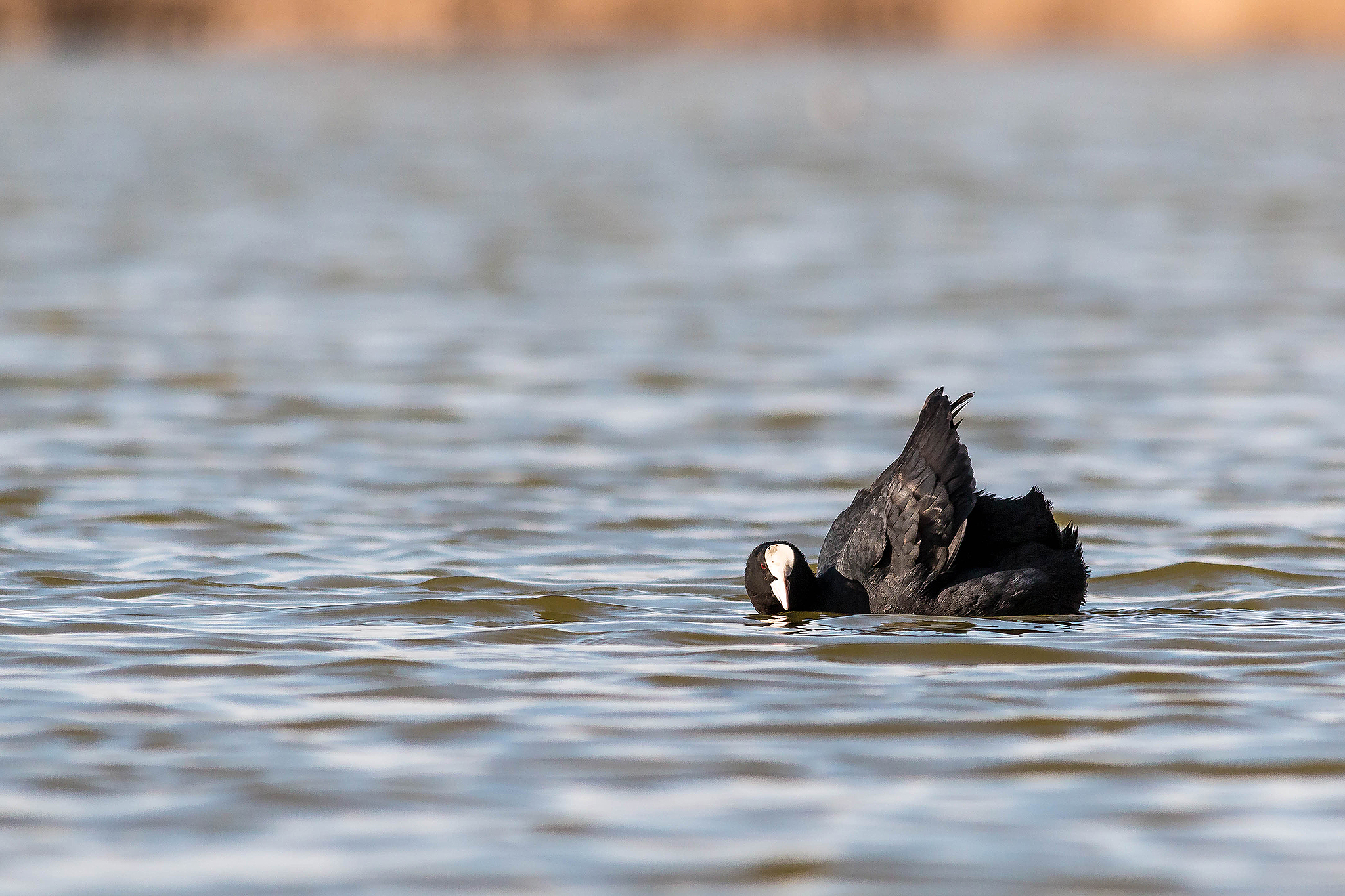 Folaga in posa da battaglia
