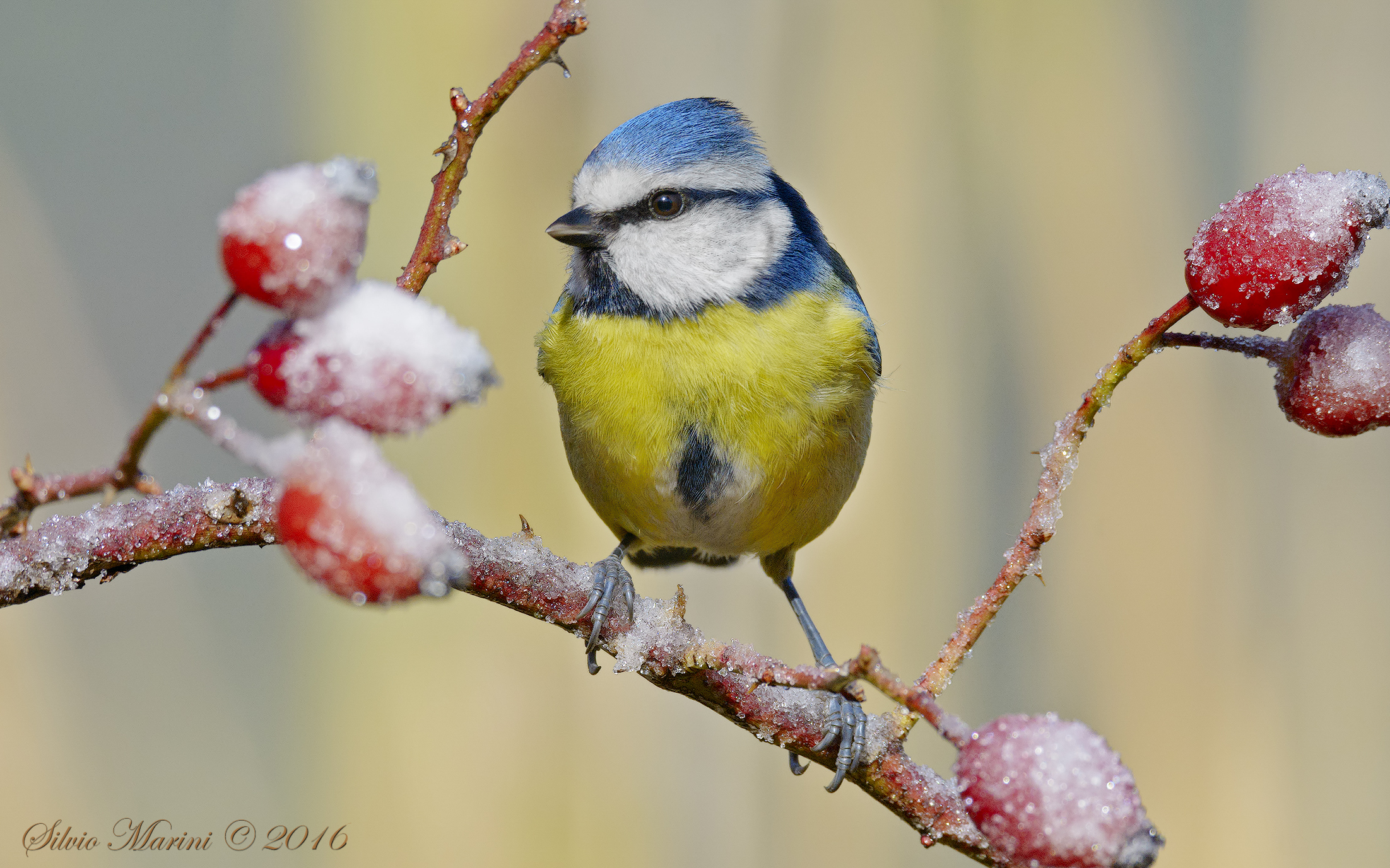 Tit - (Parus caeruleus)