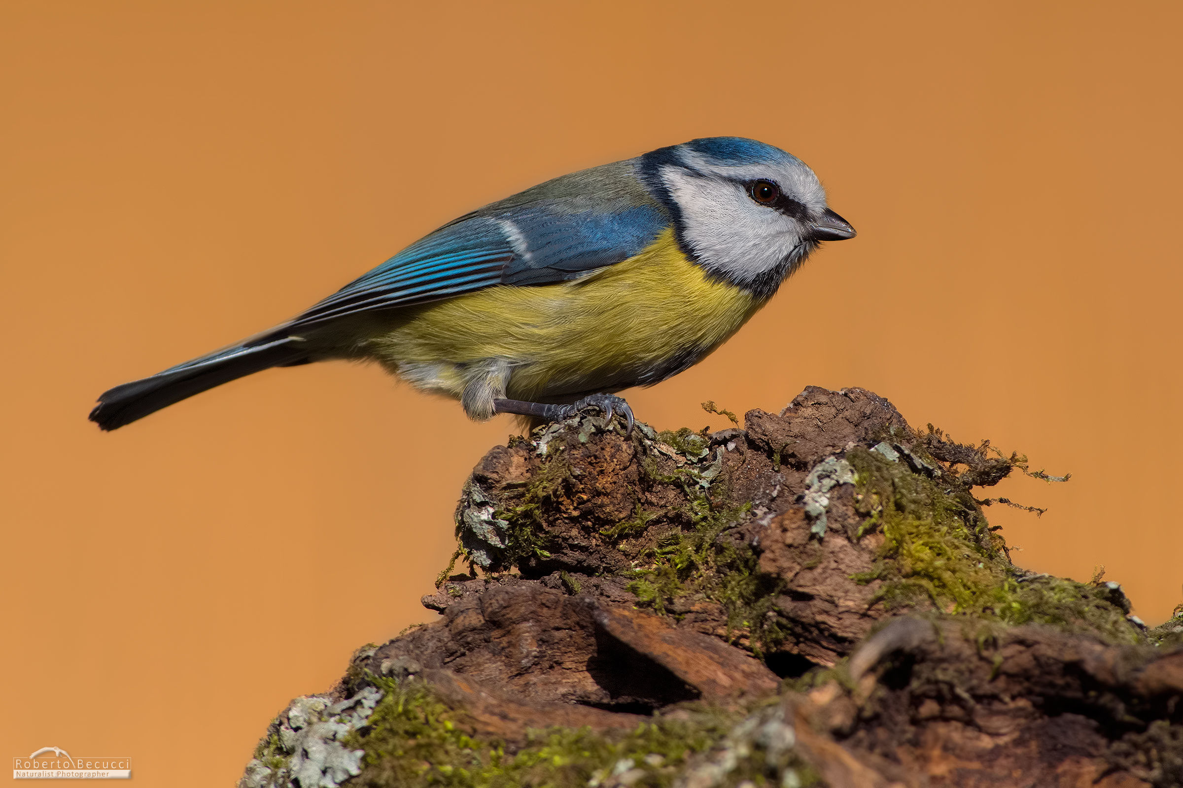 When the light tells you to you .......