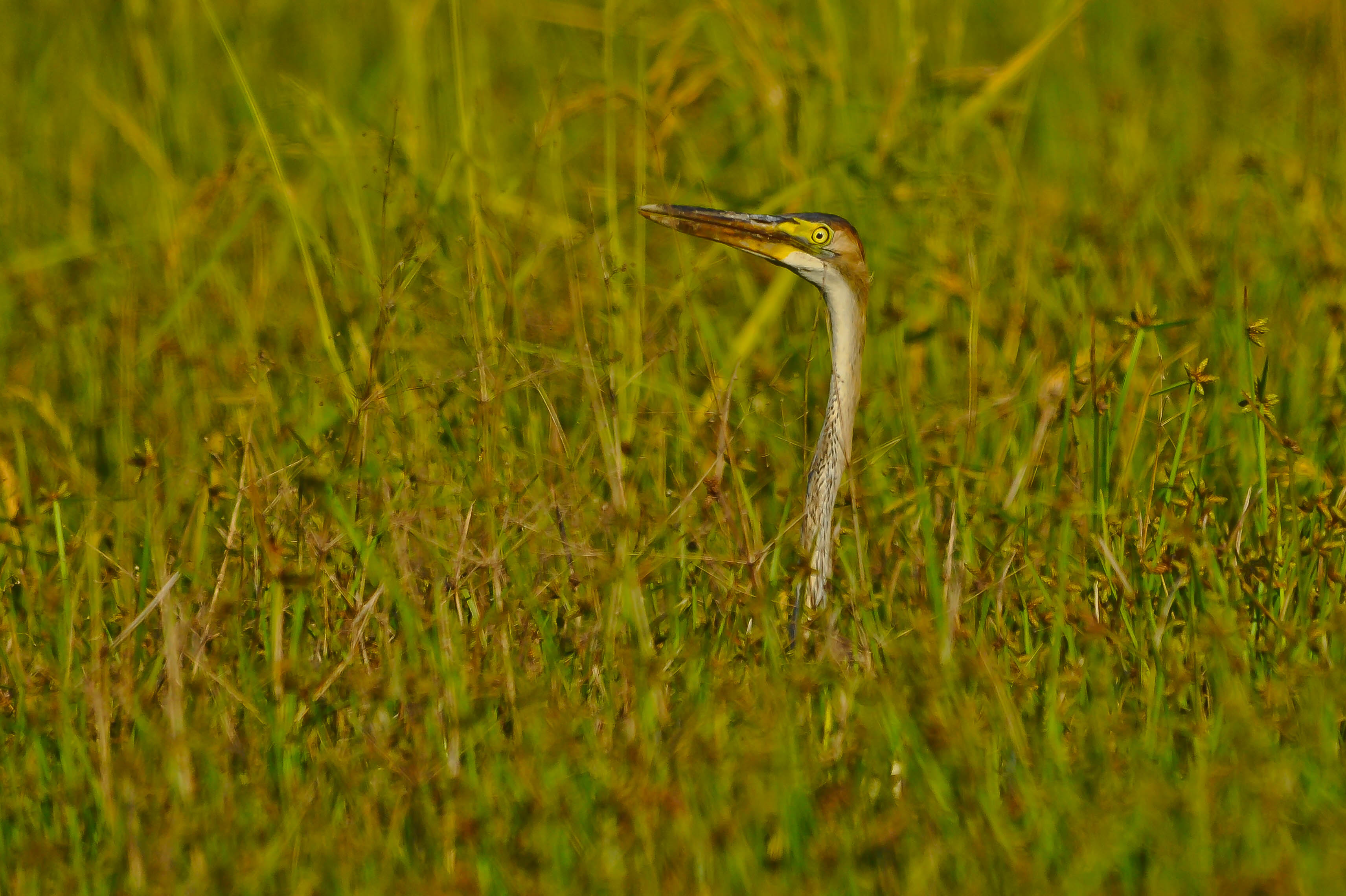 Purple Heron camouflaged