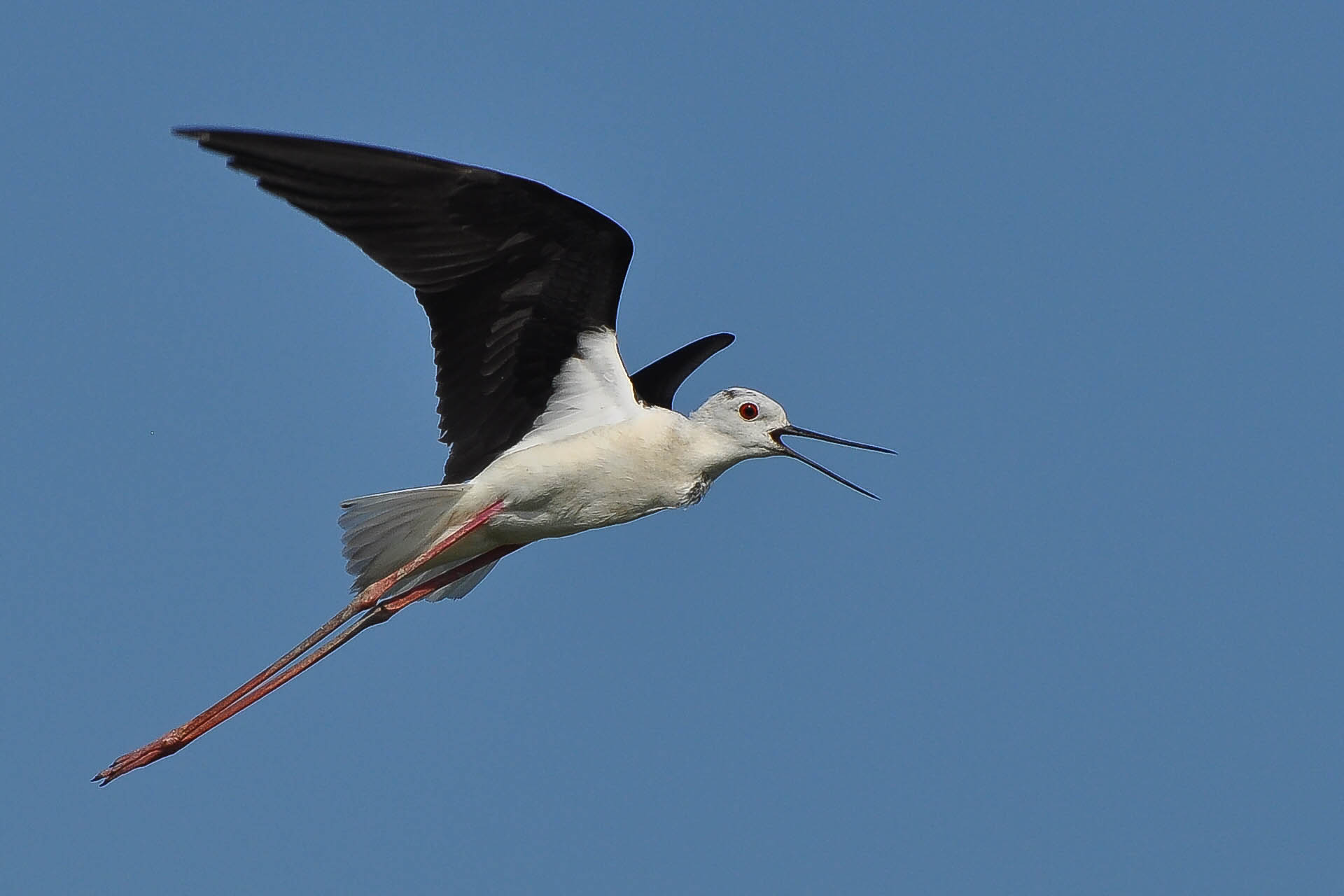 The Flight of the Knight