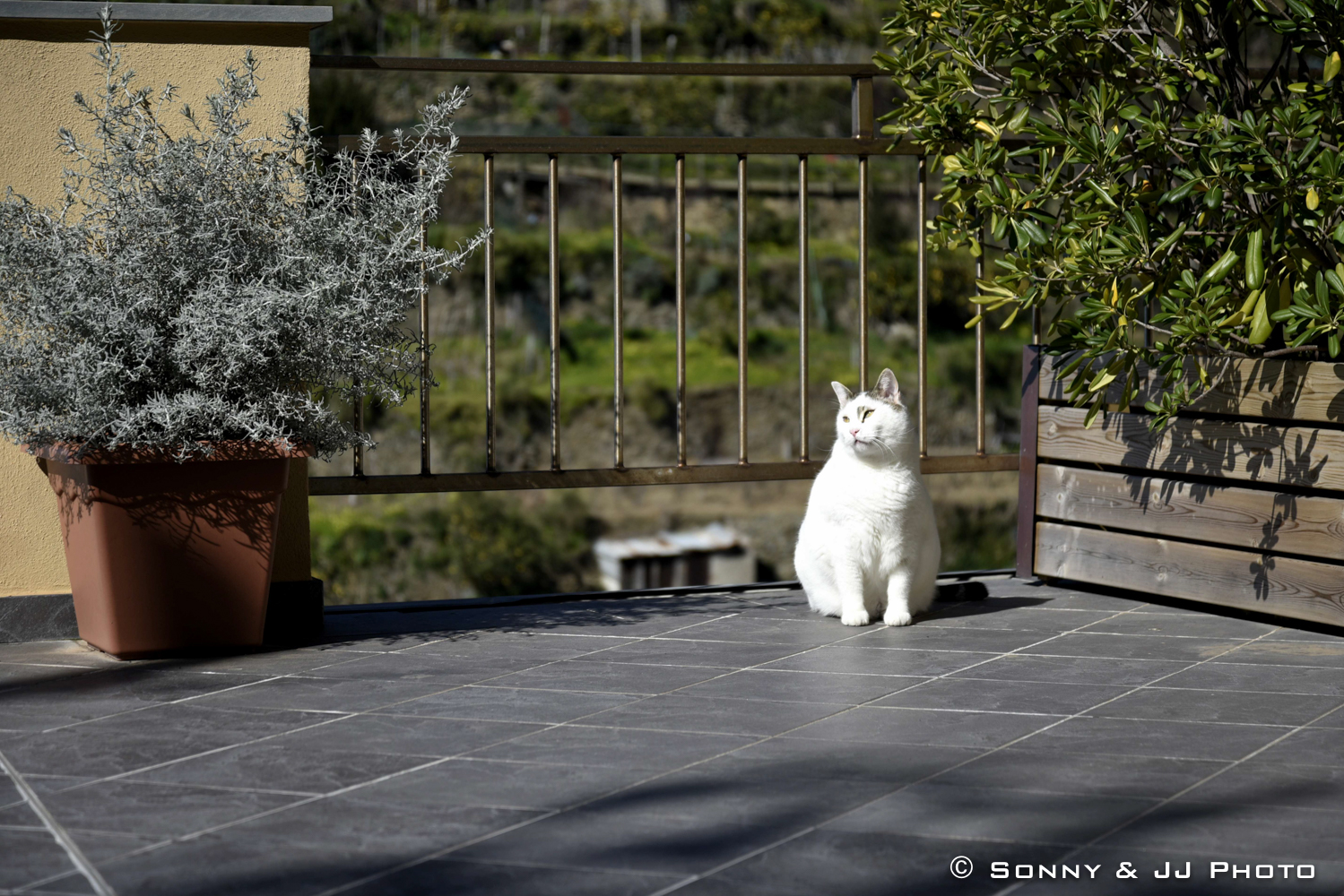 Gatto di Manarola