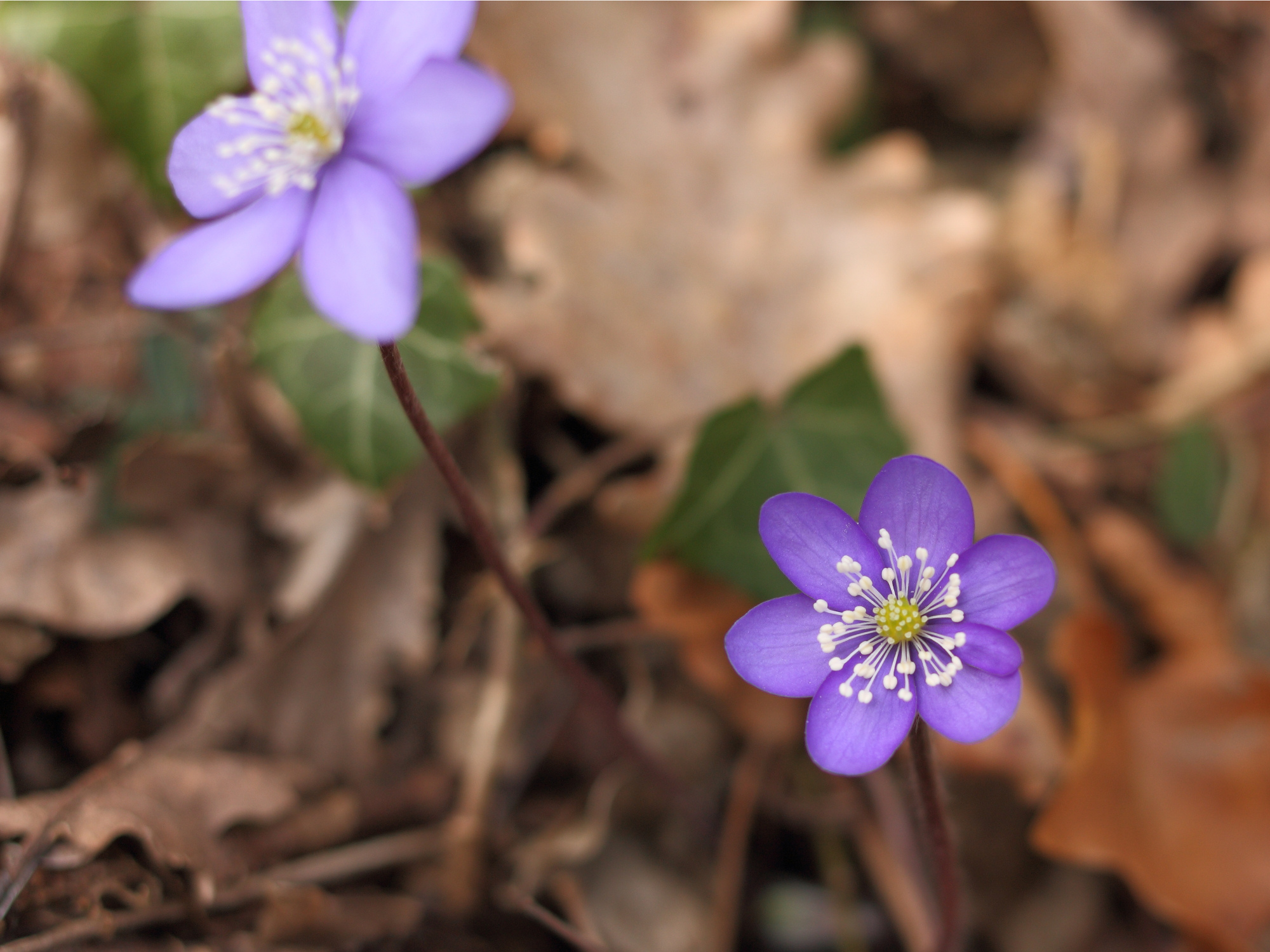 hepatica nobilis