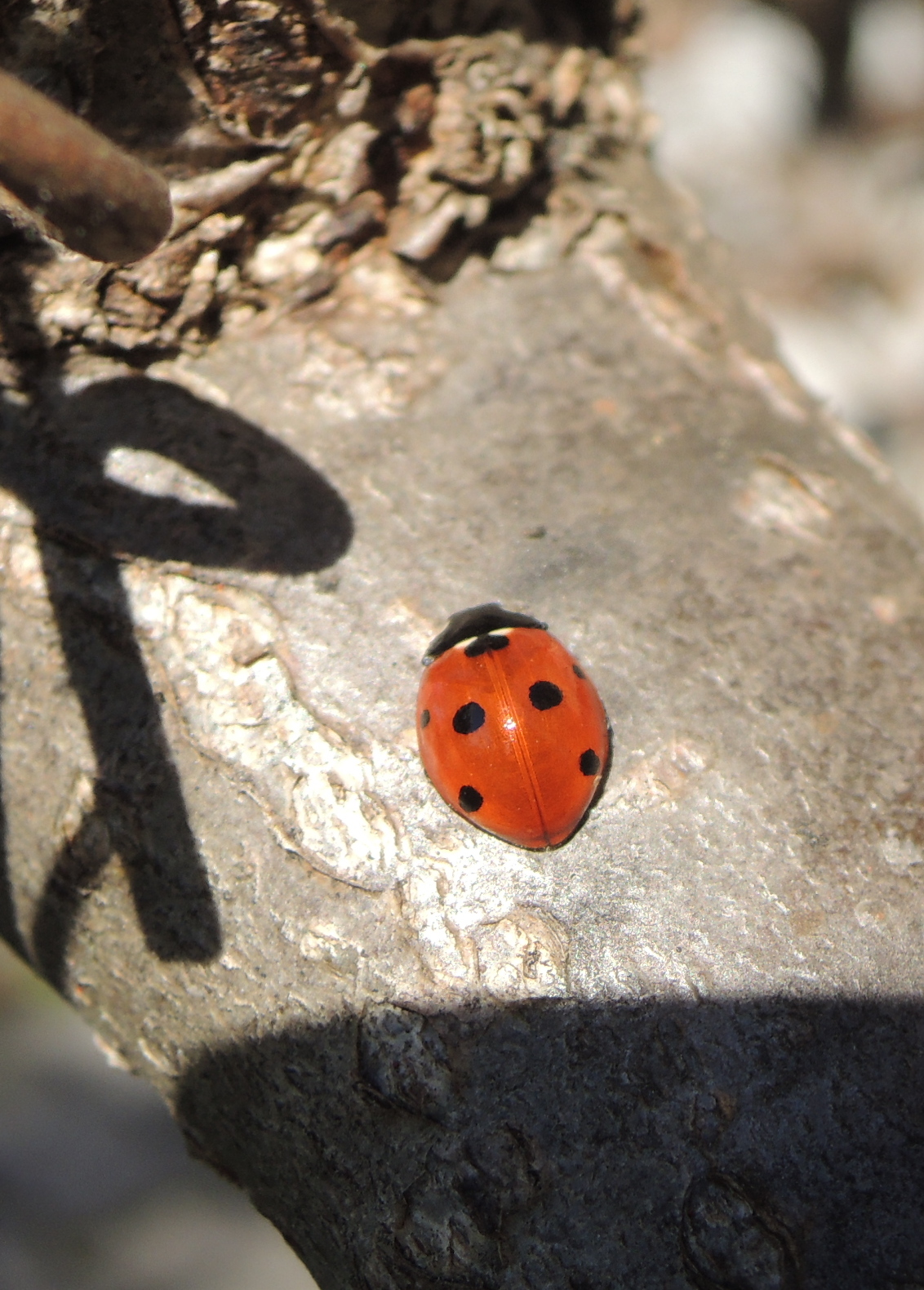 coccinella