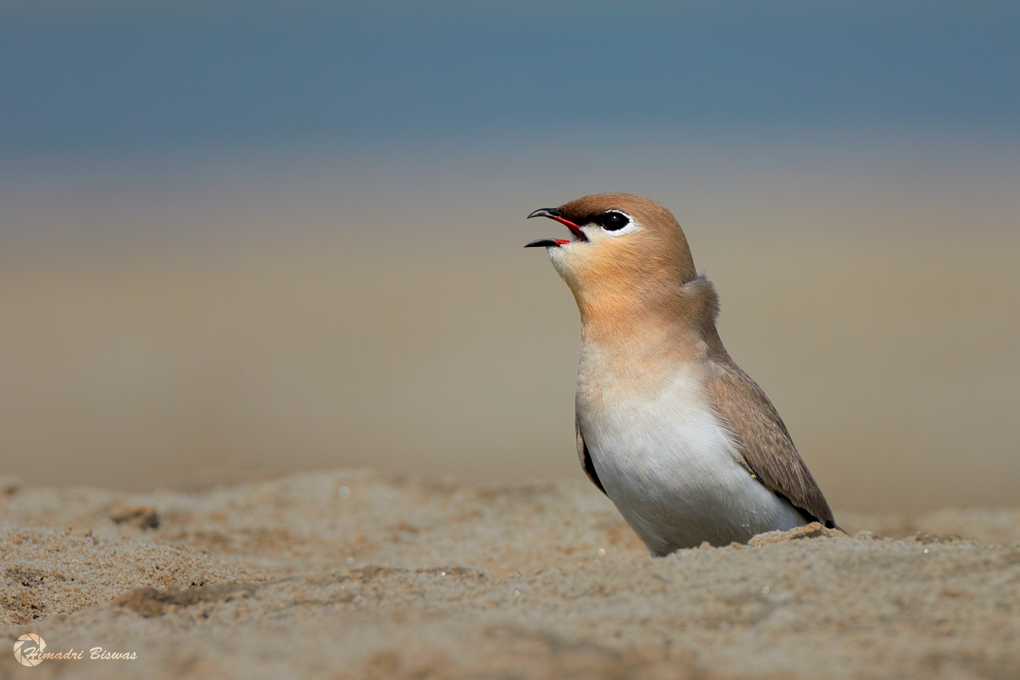 Small pratincole