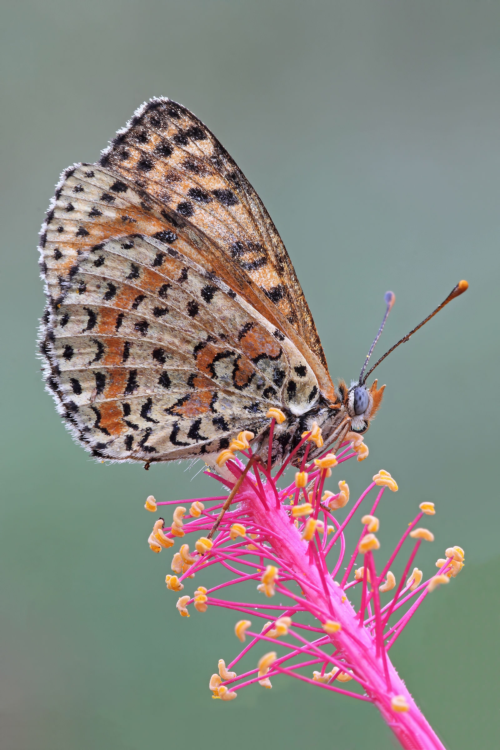 Wings like a fan ...!