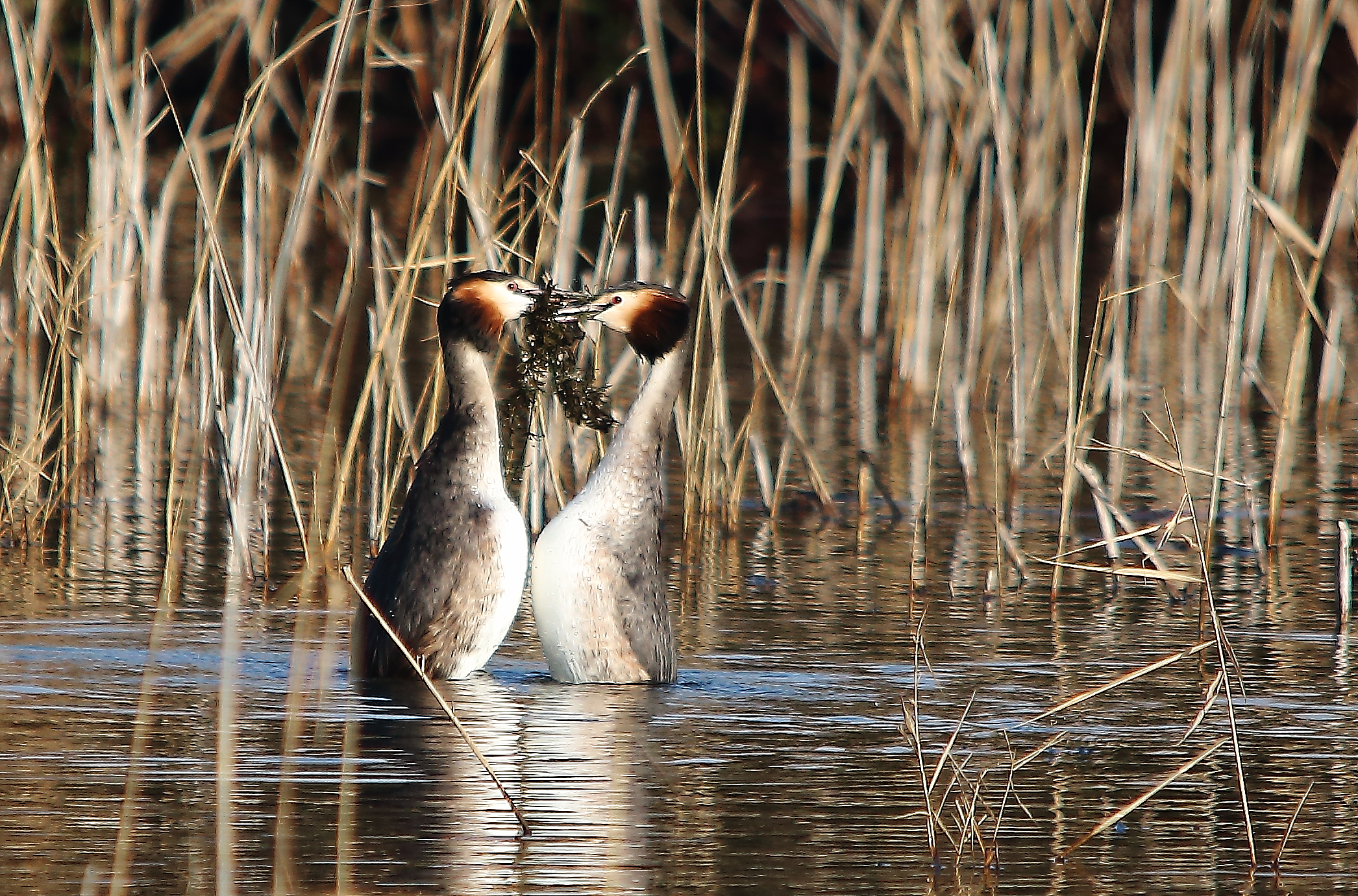Grebes in courtship