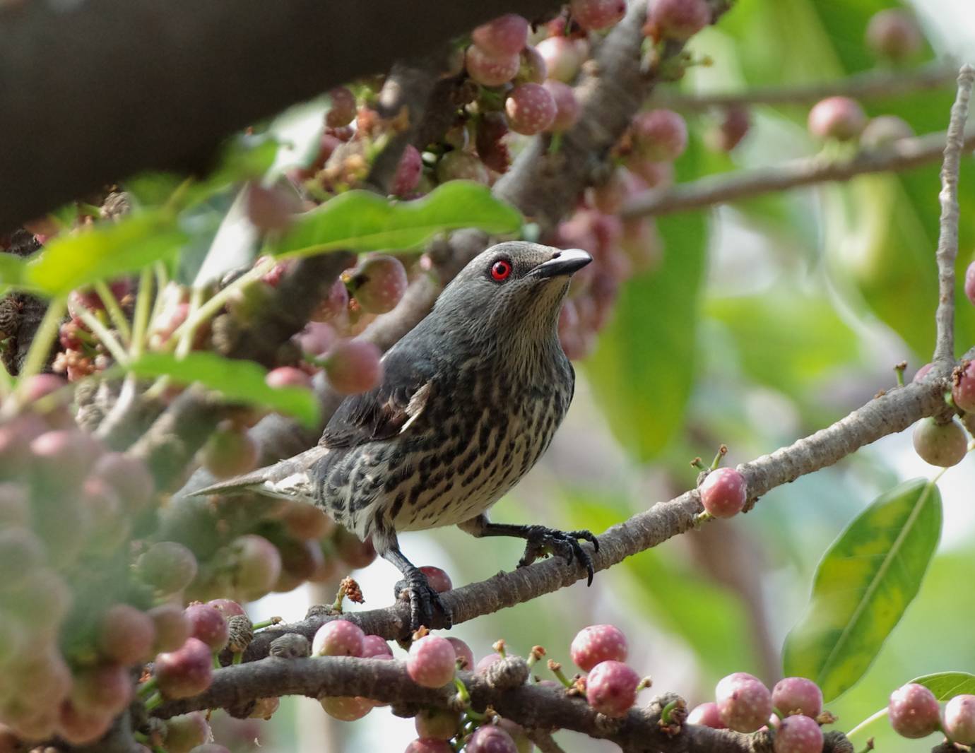 Asian Glossy Starling