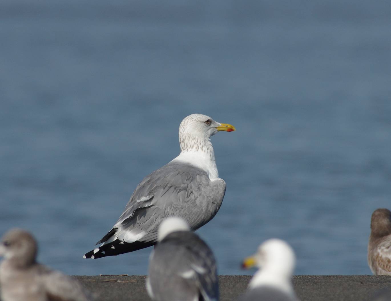 Vega Gull