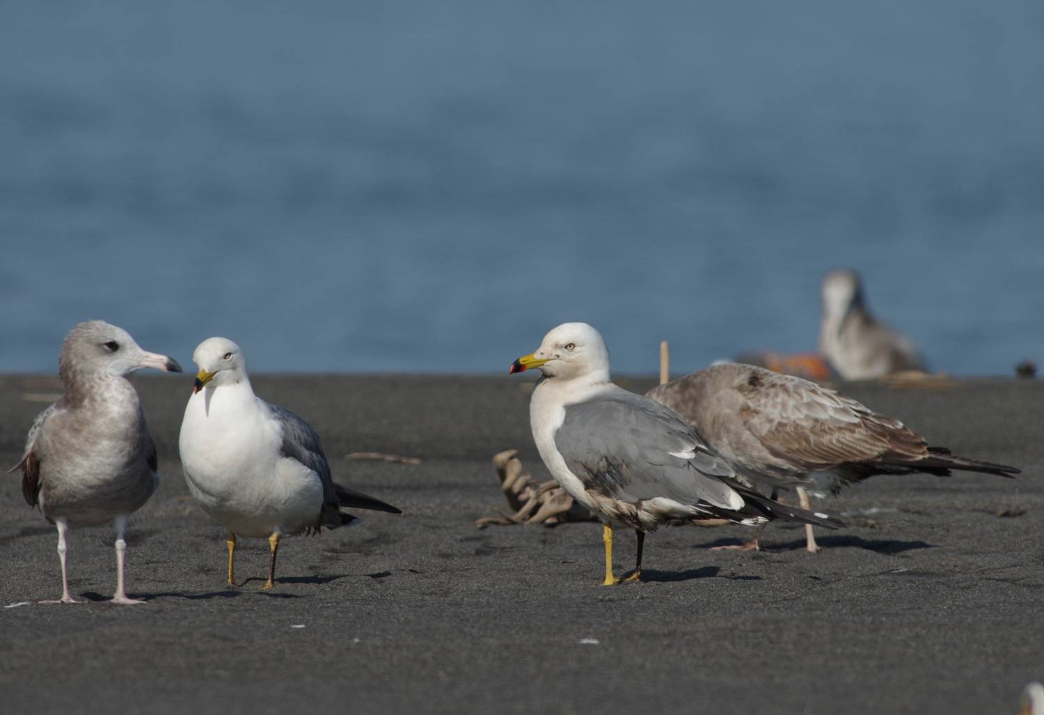 Black-tailed Gull